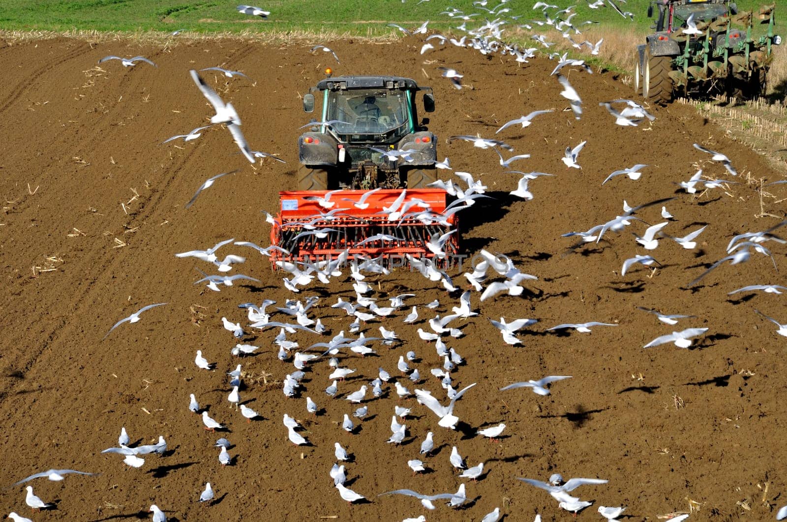 Plow tractor surrounded by seagulls