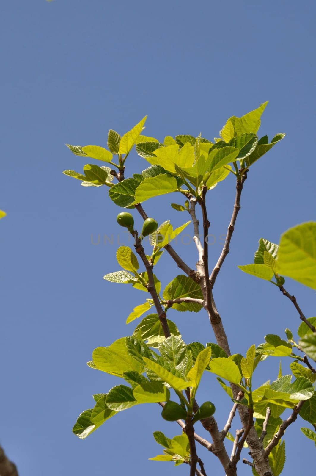 Fig tree in Avairo in Portugal
