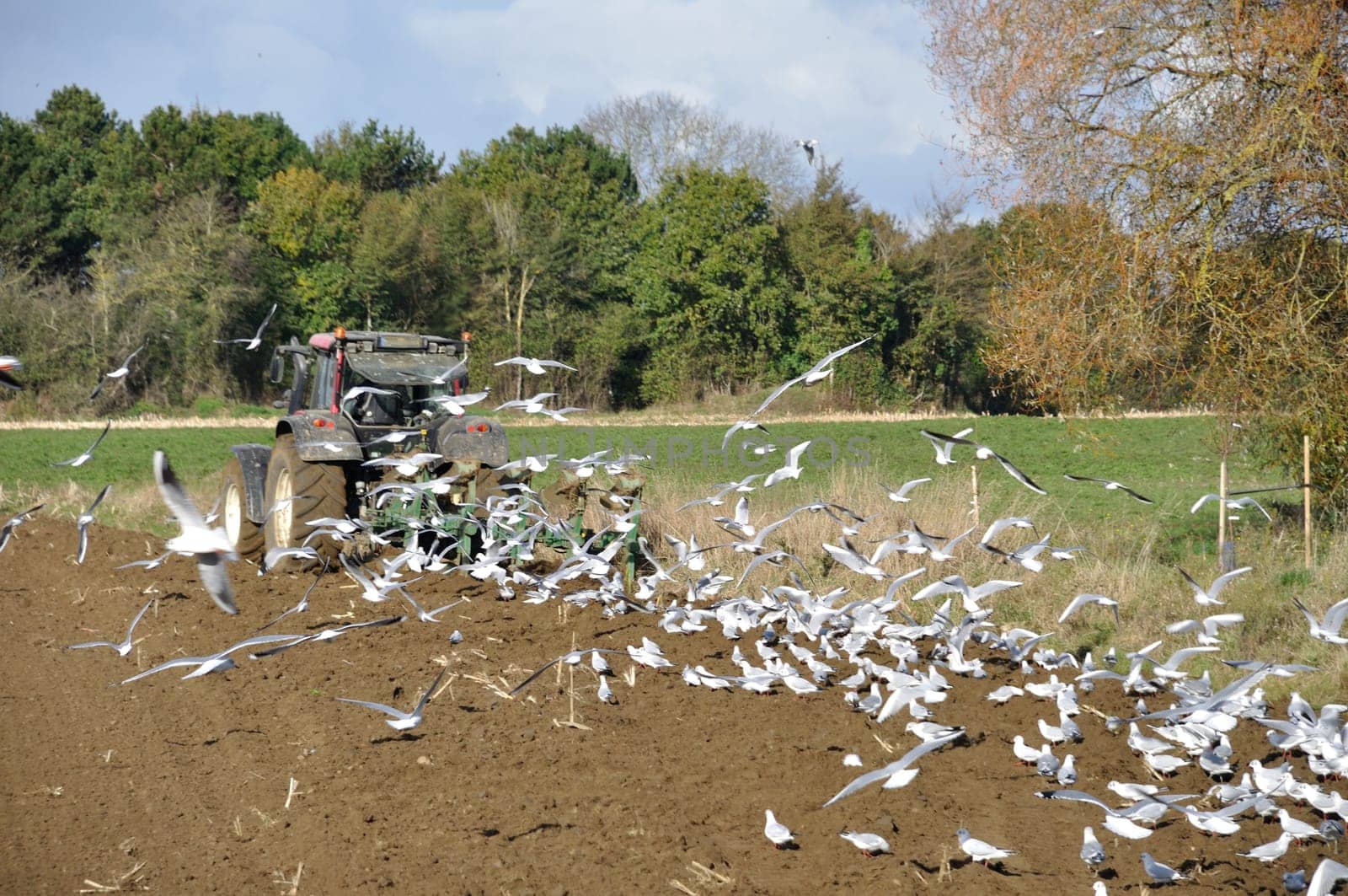 Plow tractor surrounded by seagulls