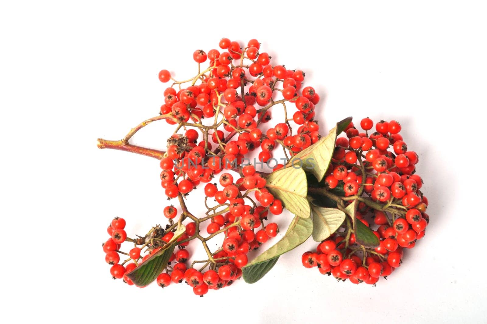 Cotoneaster fruit on a white background