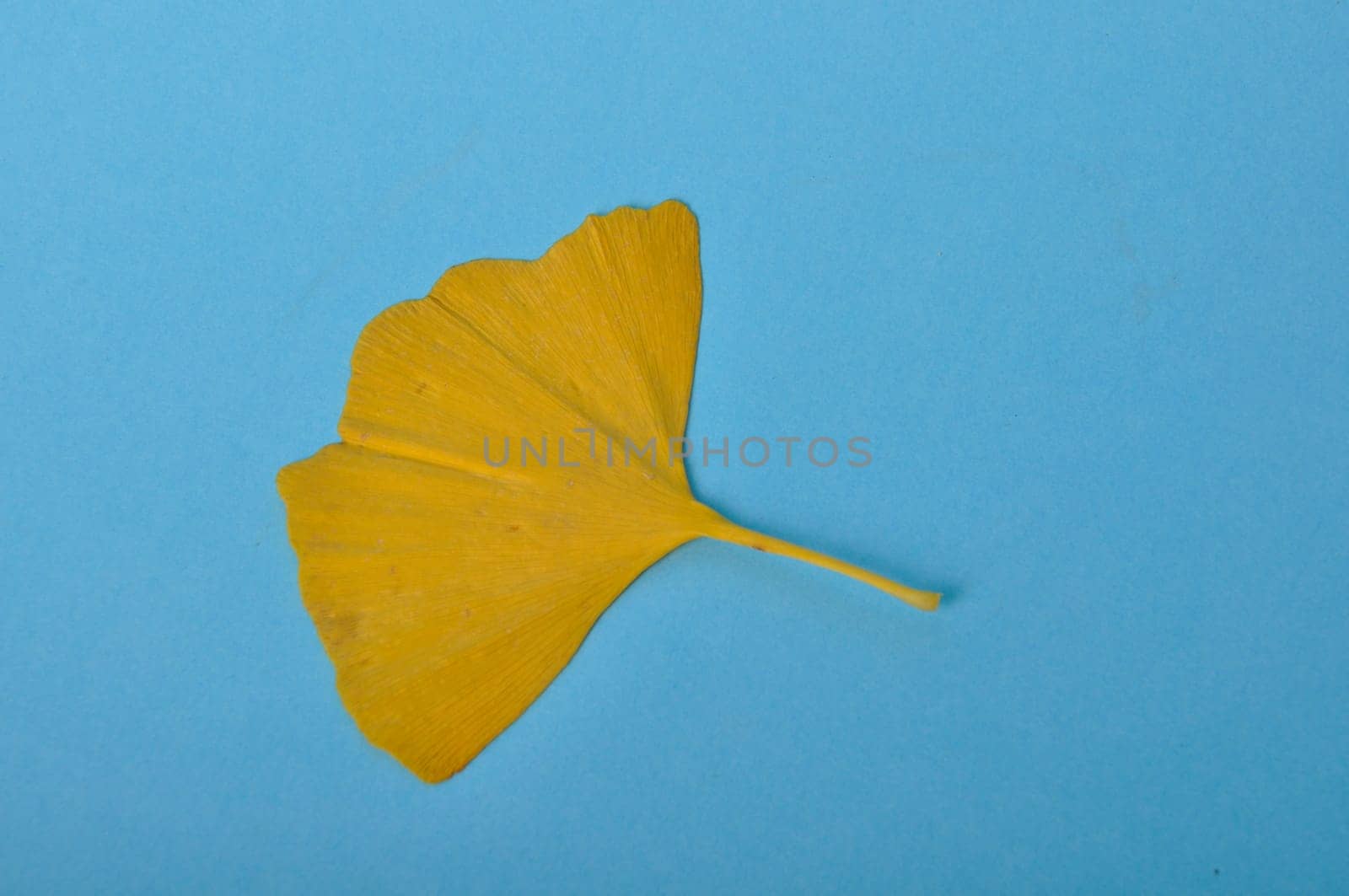 ginkgo biloba leaf on a blue background