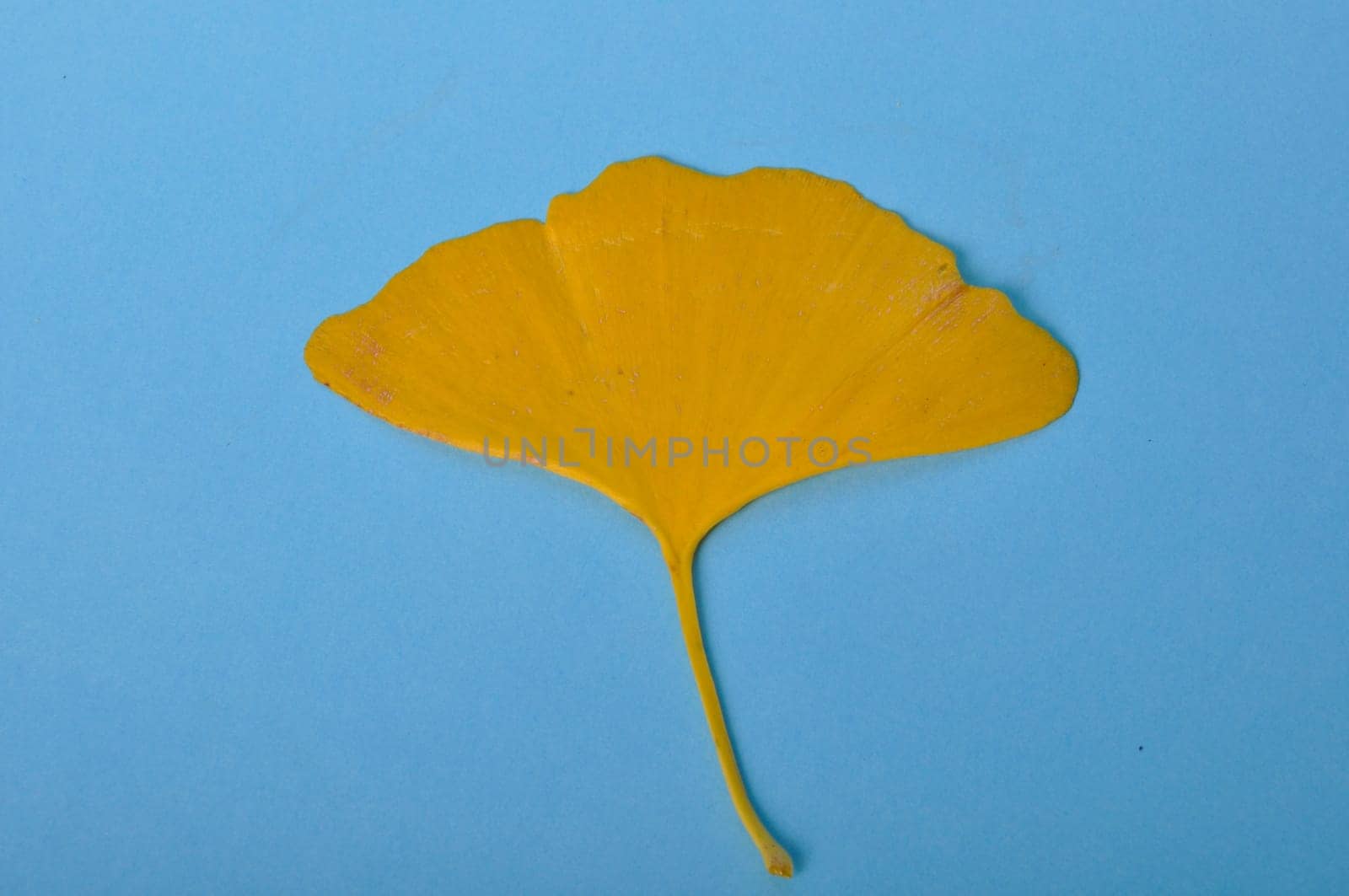 ginkgo biloba leaf on a blue background