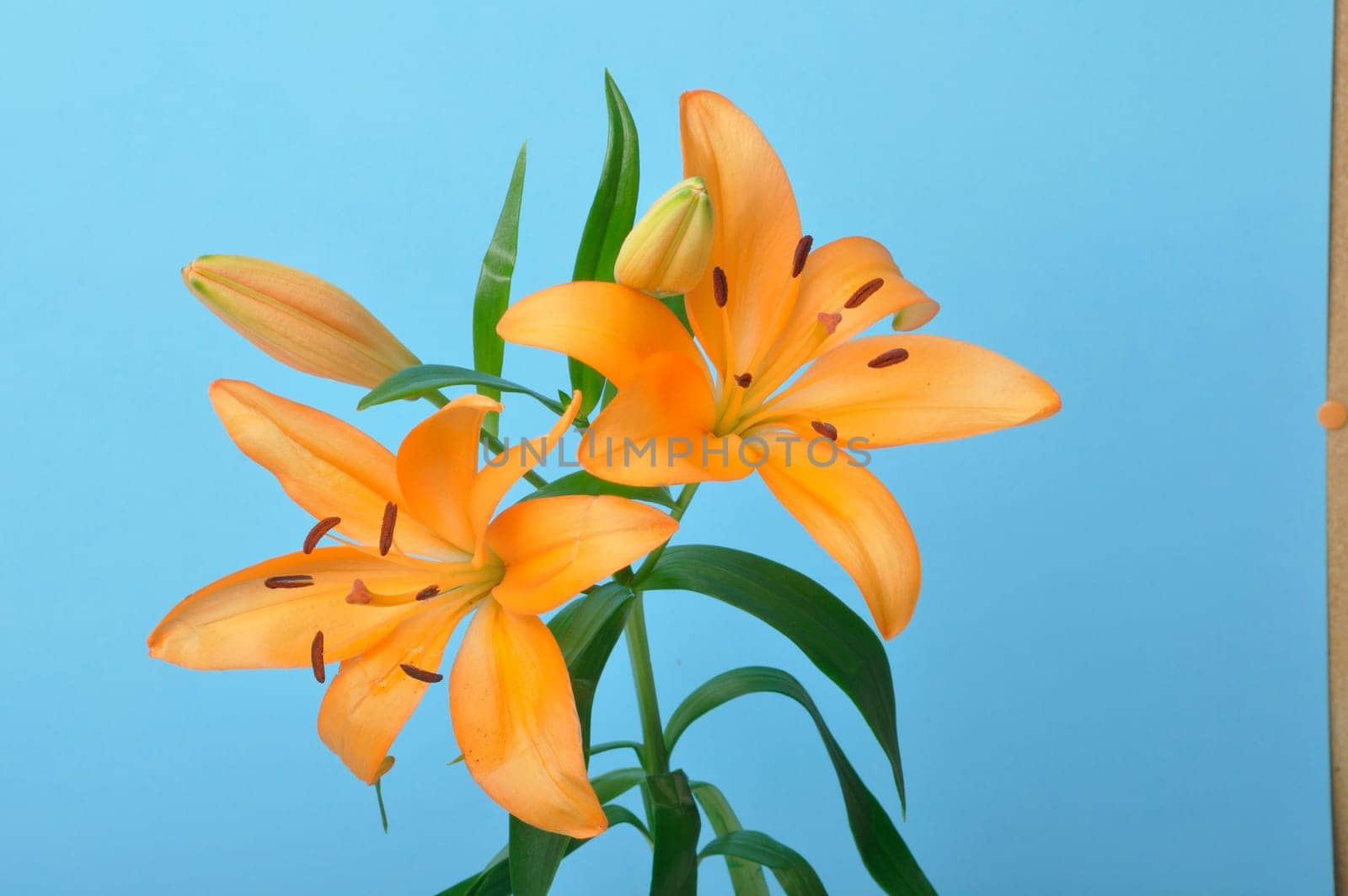 Studio shot of orange lily