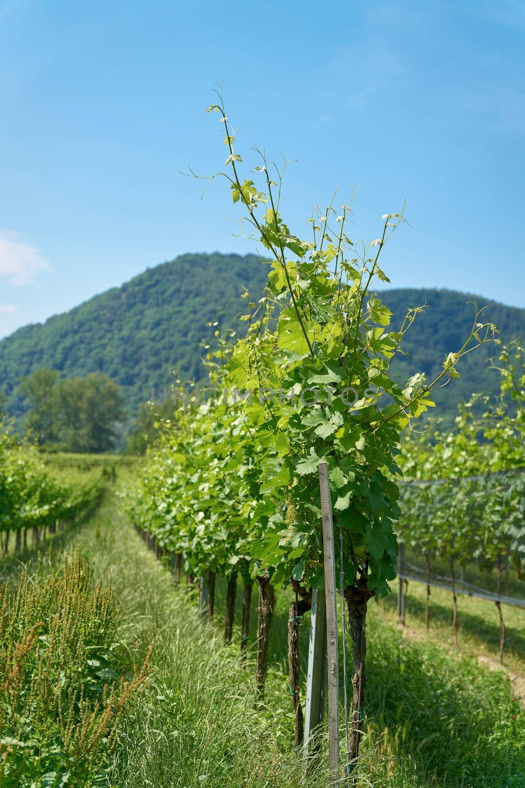 traditional wine growing near the village Duernstein in the Wachau in Austria