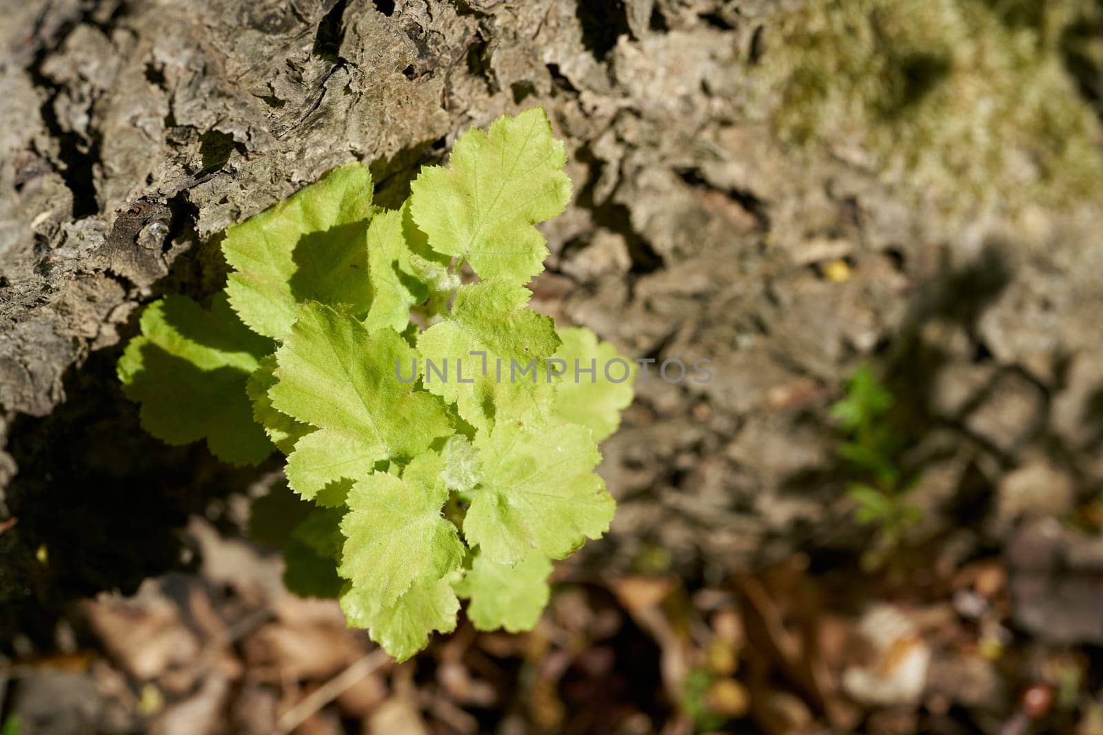 young shoots on the trunk of a Elsbeere, wild service tree, Sorbus torminalis, which is rare in Europe, in spring