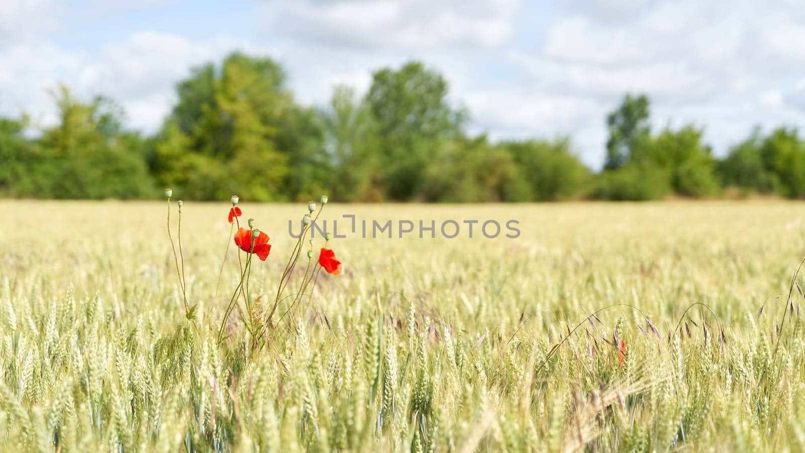 Flowering poppy in a field with malting barley in early summer