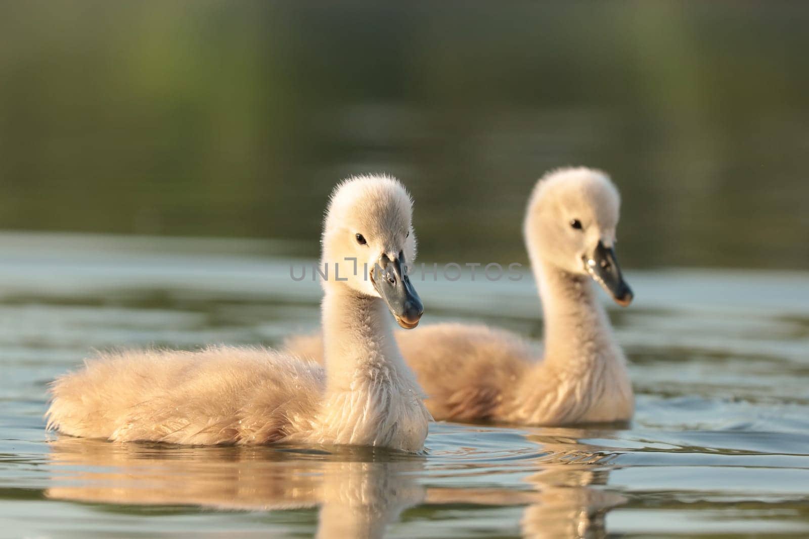 Young swans follow their mother on a sunny morning