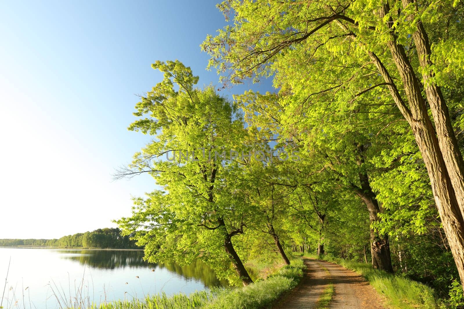 Oaks at the edge of a lake on a sunny spring morning