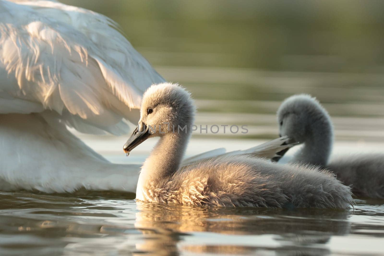 Young swans follow their mother on a sunny morning