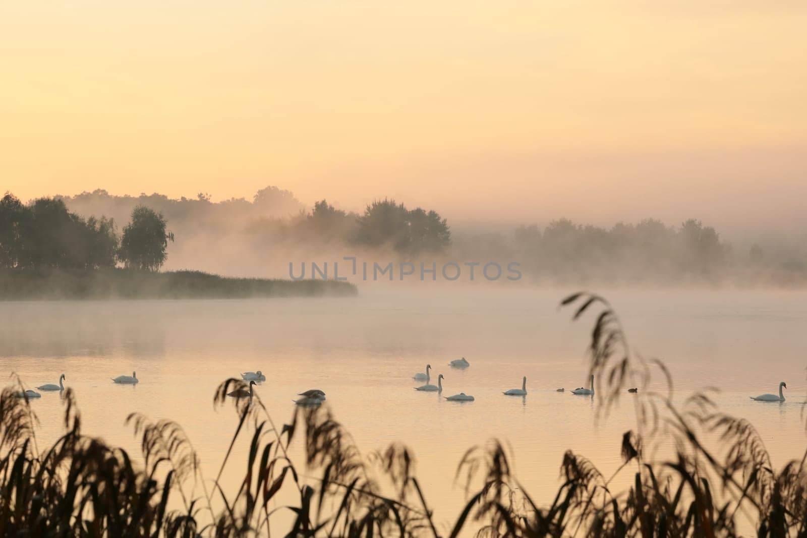Swans on the lake at sunrise