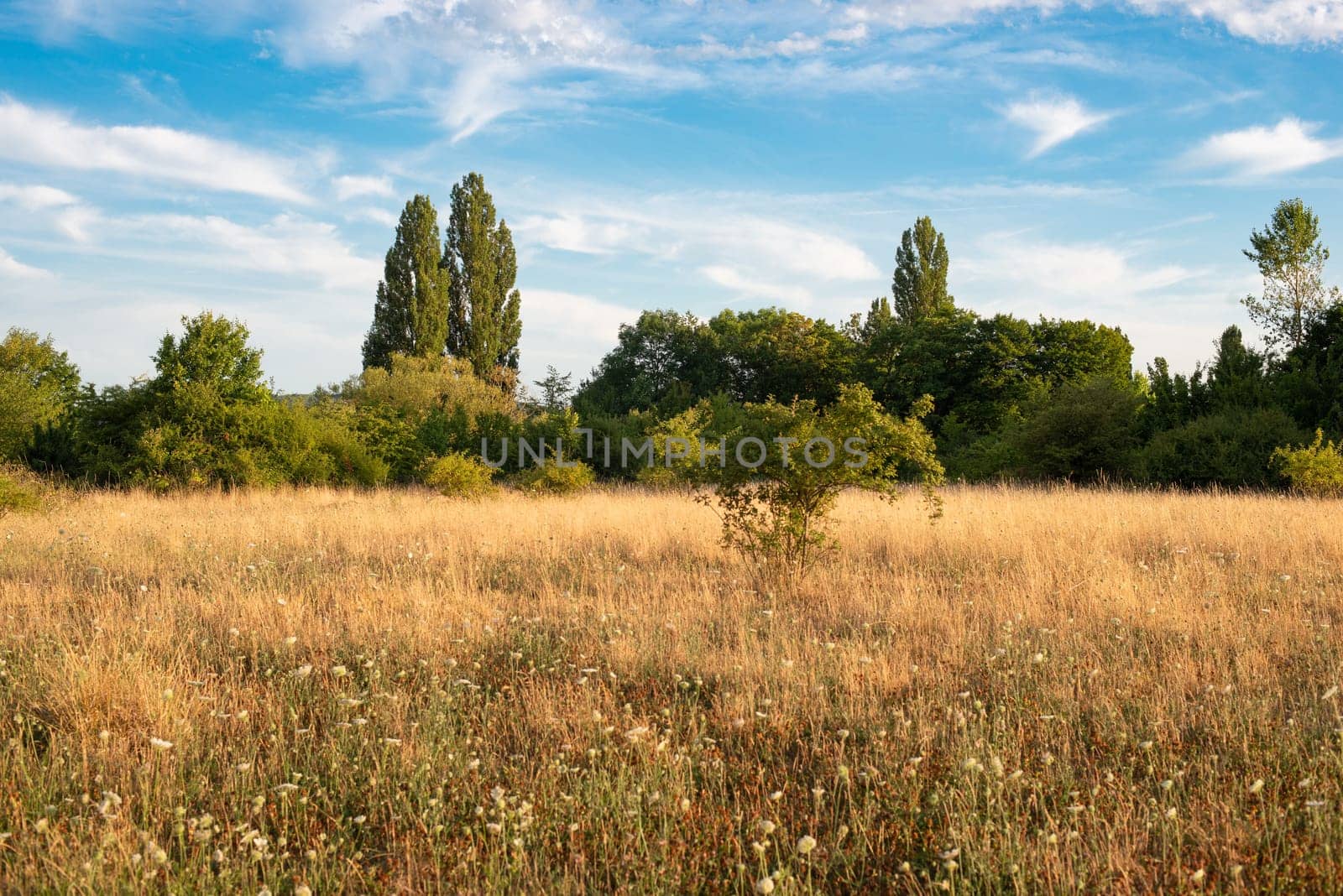 Landscape with trees in Germany in the summer, dry meadow caused by heat, global warming issue