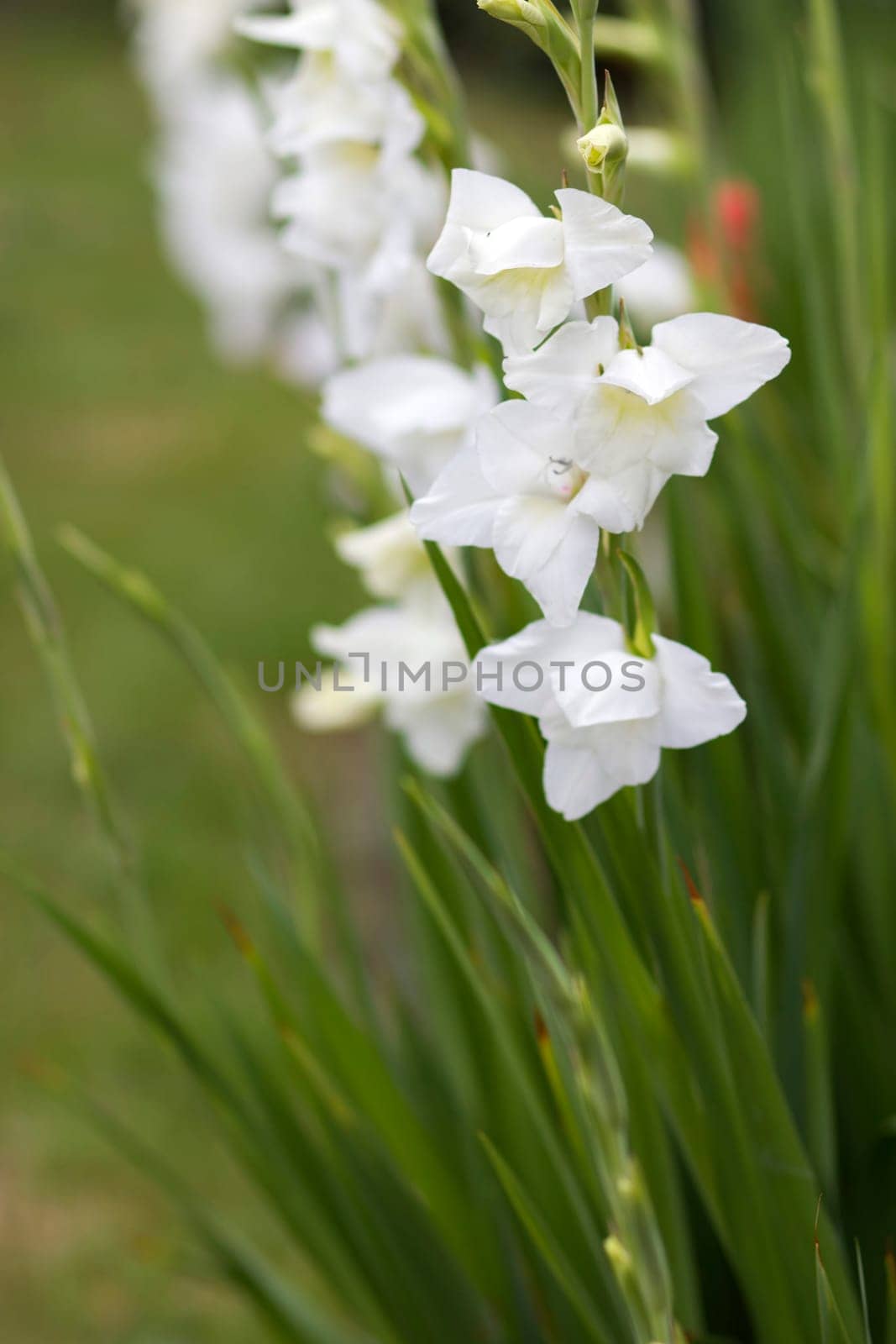 white gladiolus in the garden - soft focus