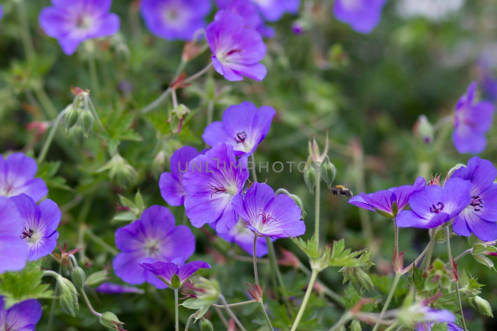 Geranium magnificum, purple cranesbill, is species of plant in genus Geranium, family Geraniaceae.