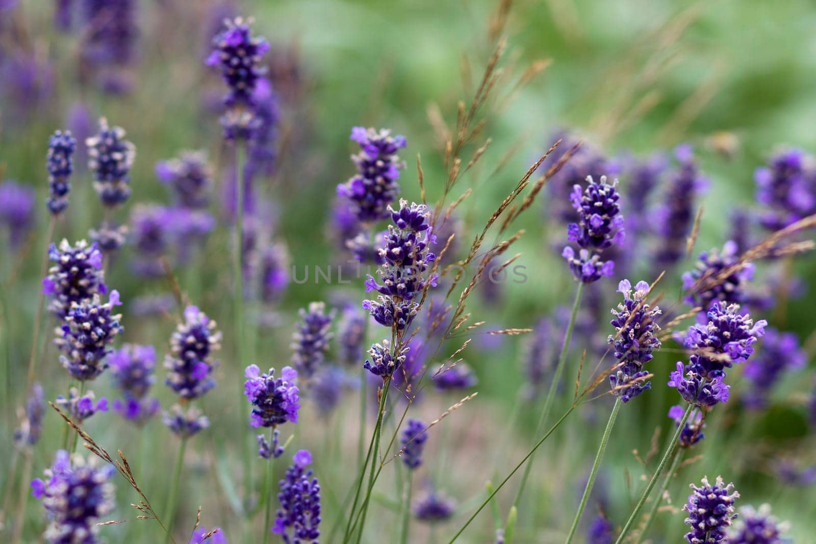 lavender flowers in a garden - soft focus