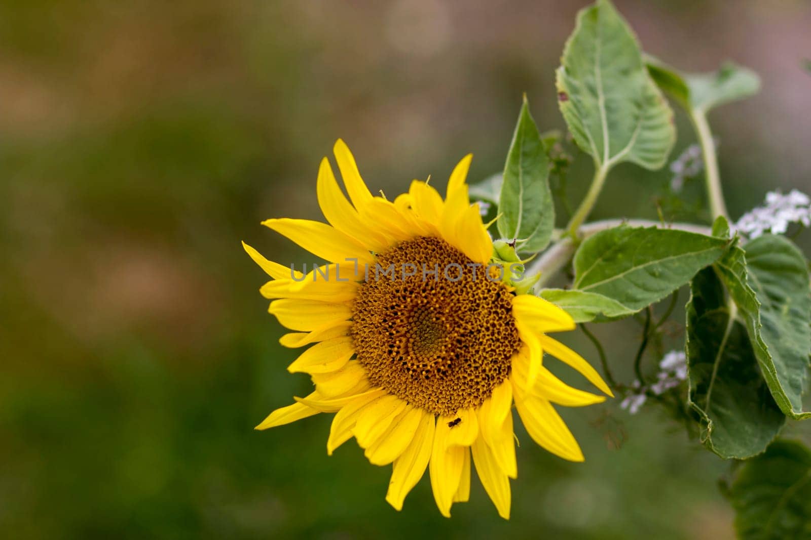 sunflower in the garden (Helianthus) - close up