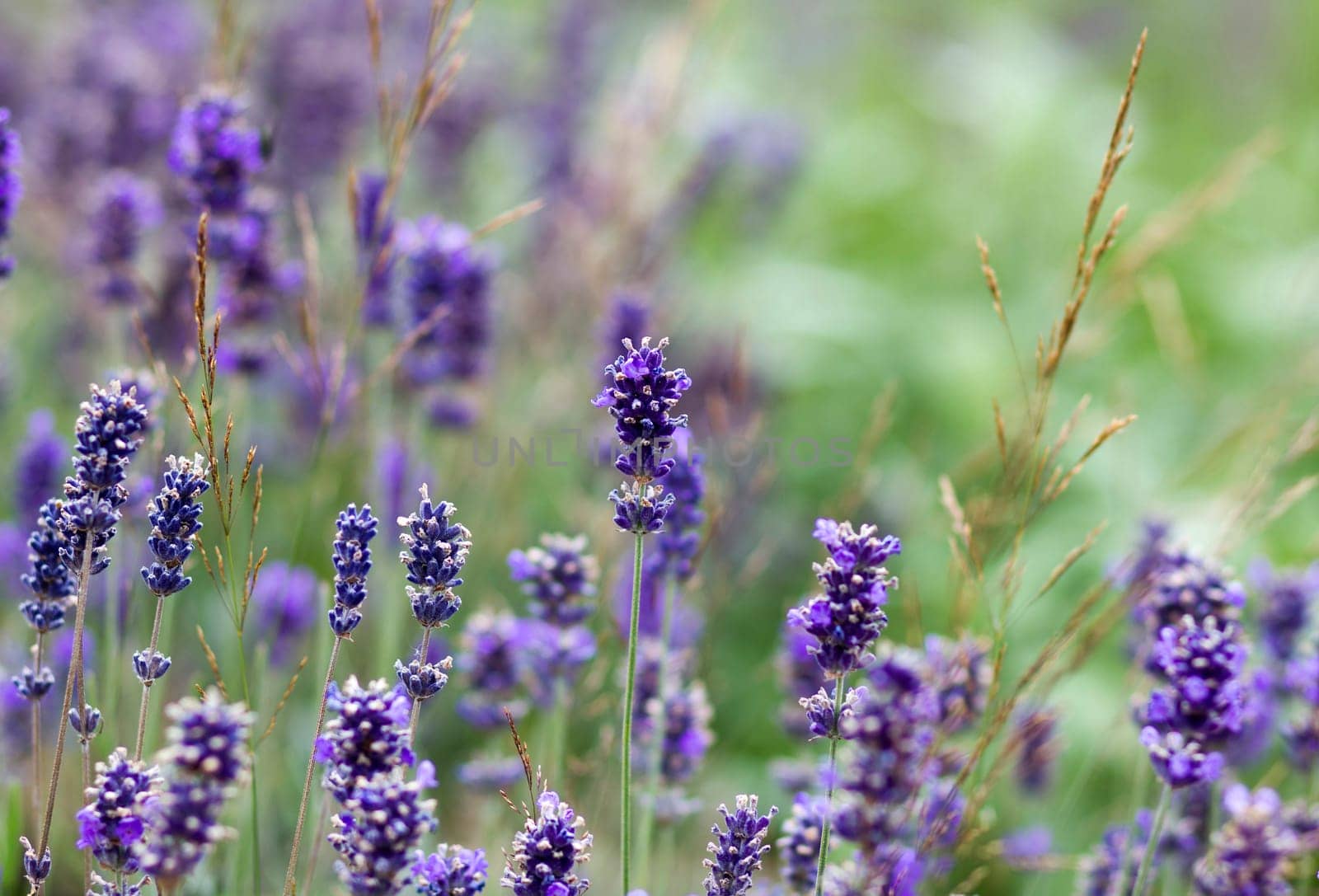 lavender flowers in a garden - soft focus