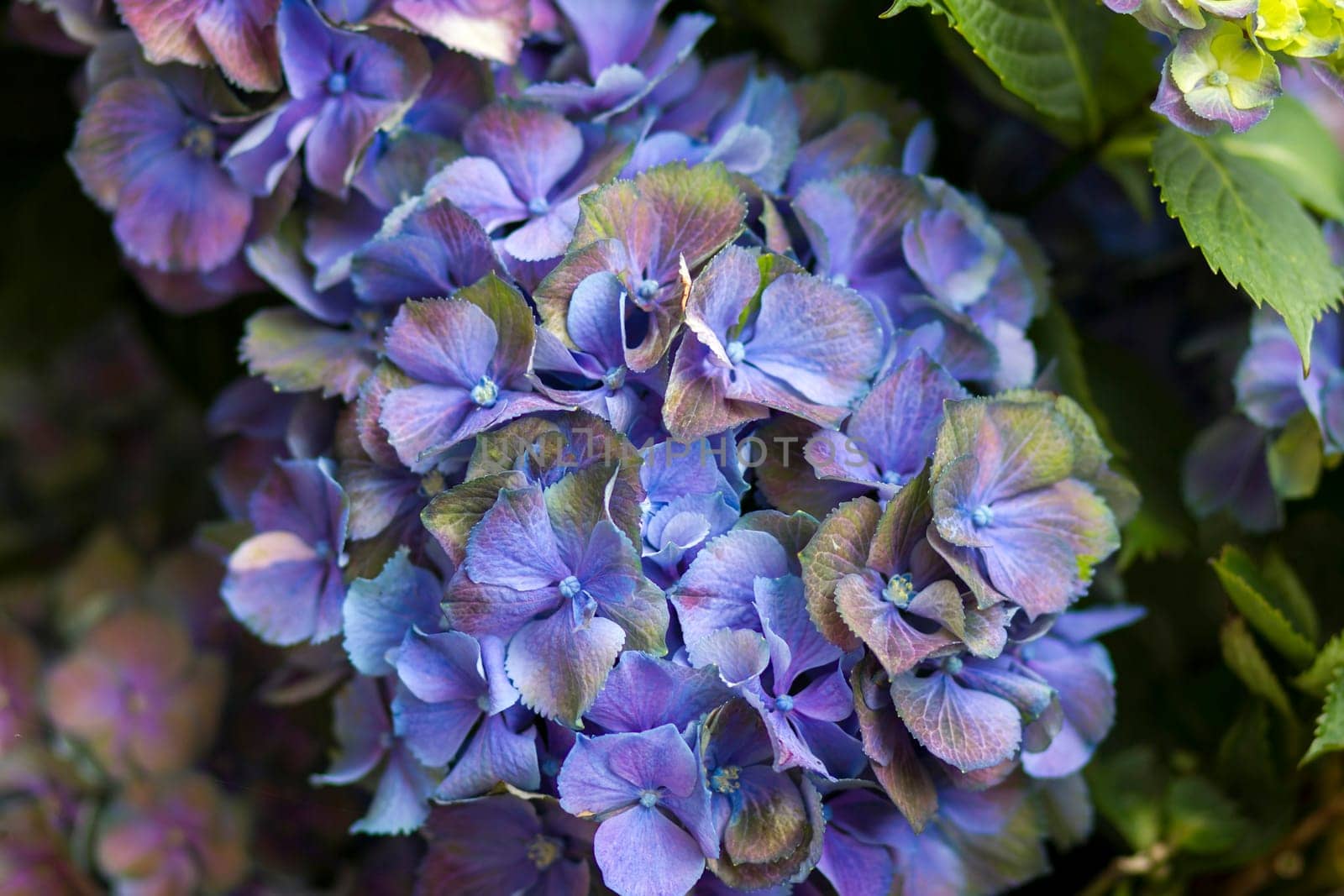 Macro image, blue hydrangea flower background