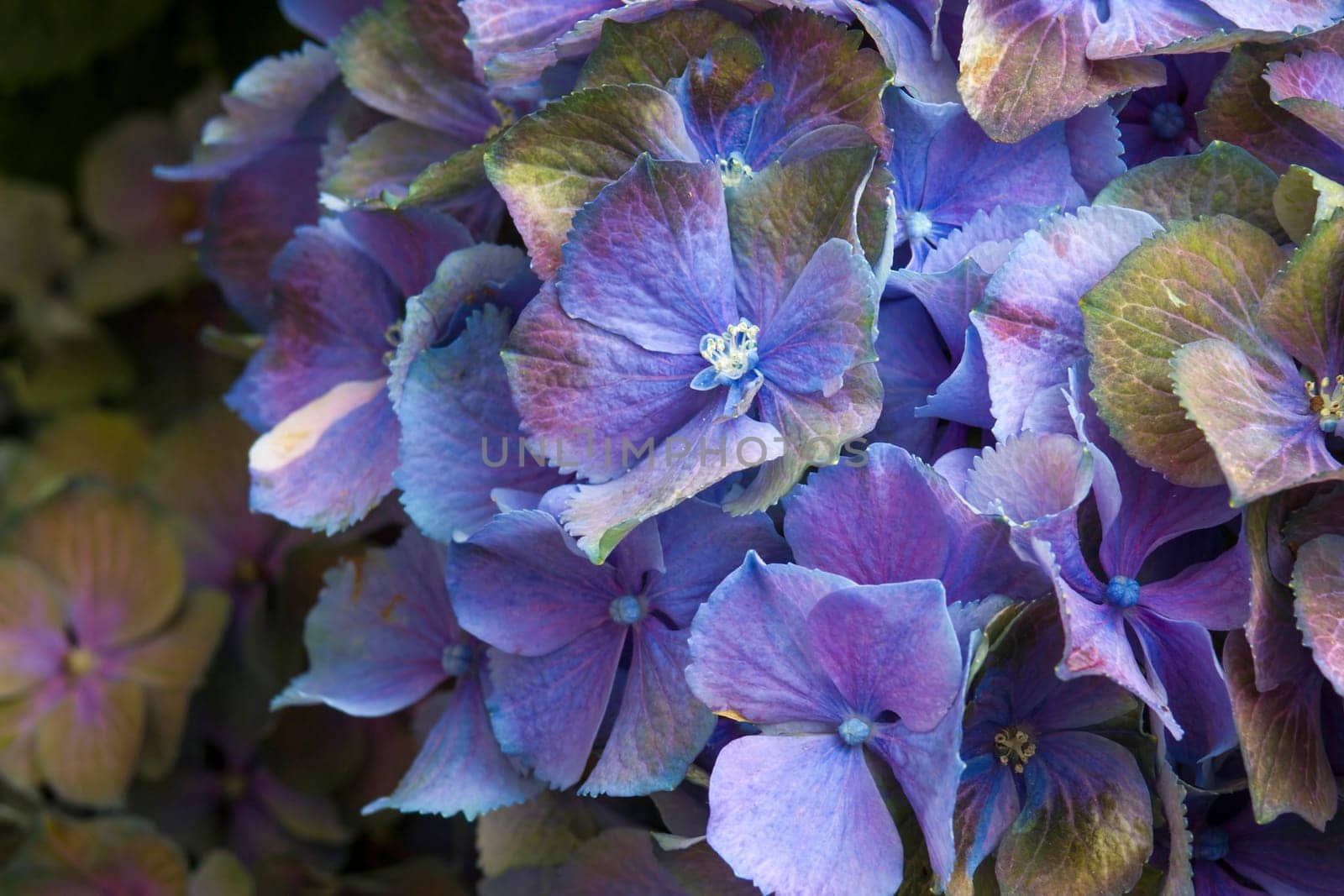 Macro image, blue hydrangea flower background