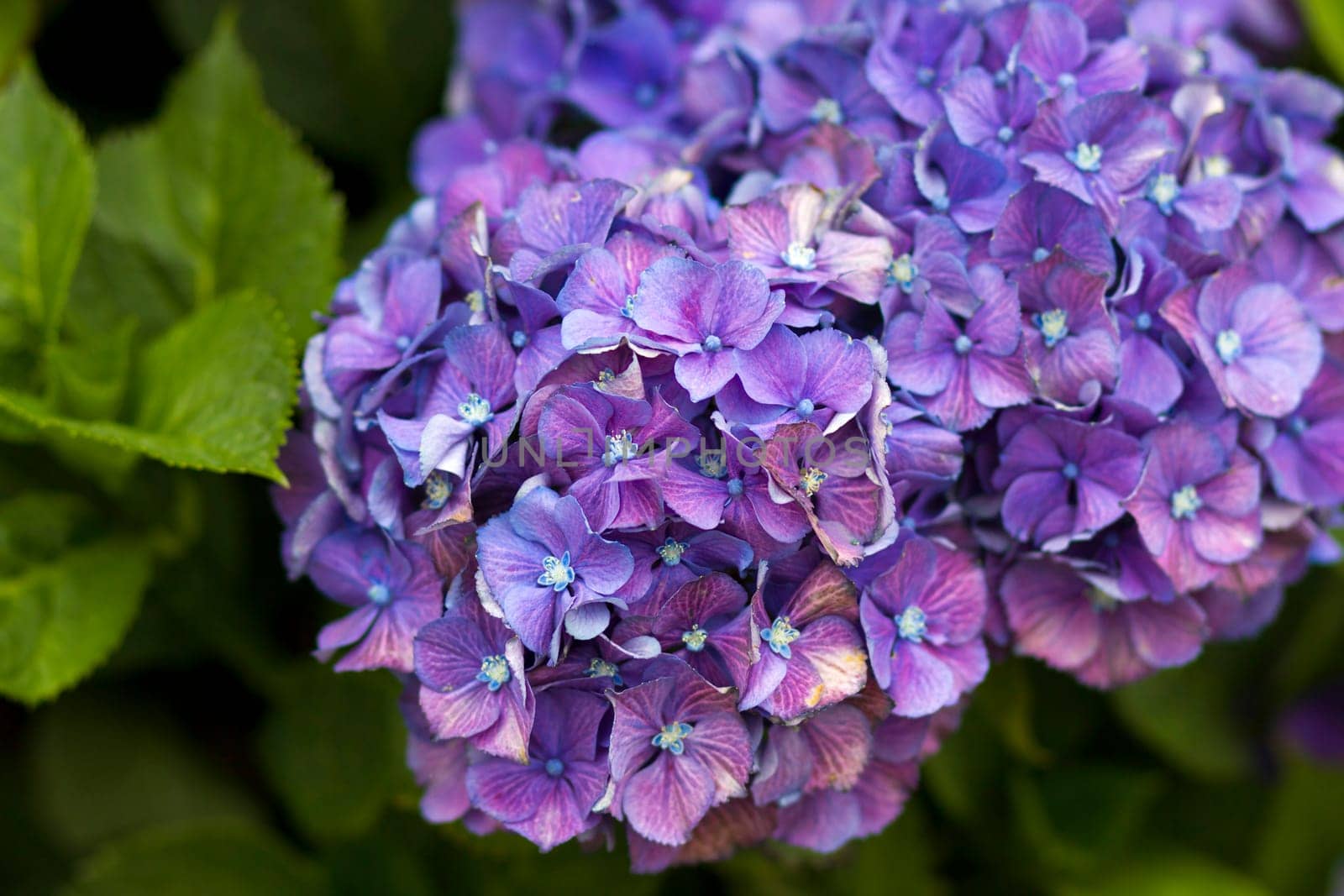 Macro image, blue hydrangea flower background