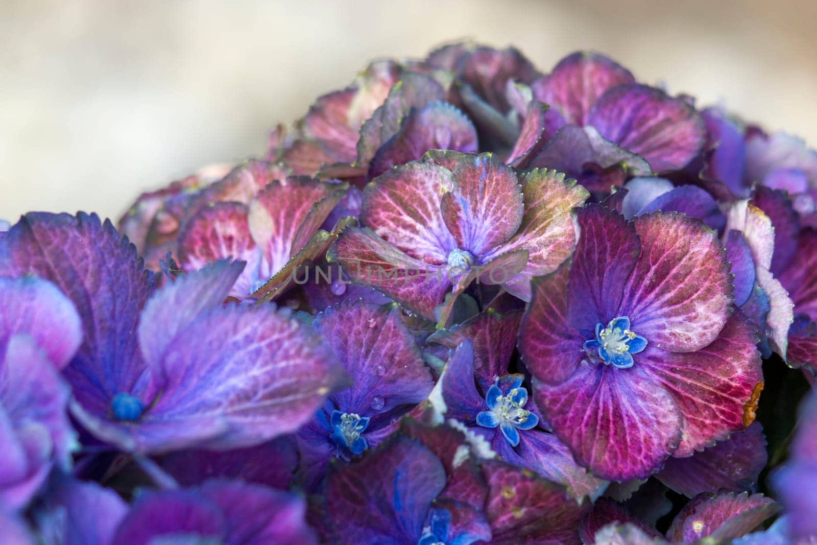 Macro image, colorful hydrangea flower background