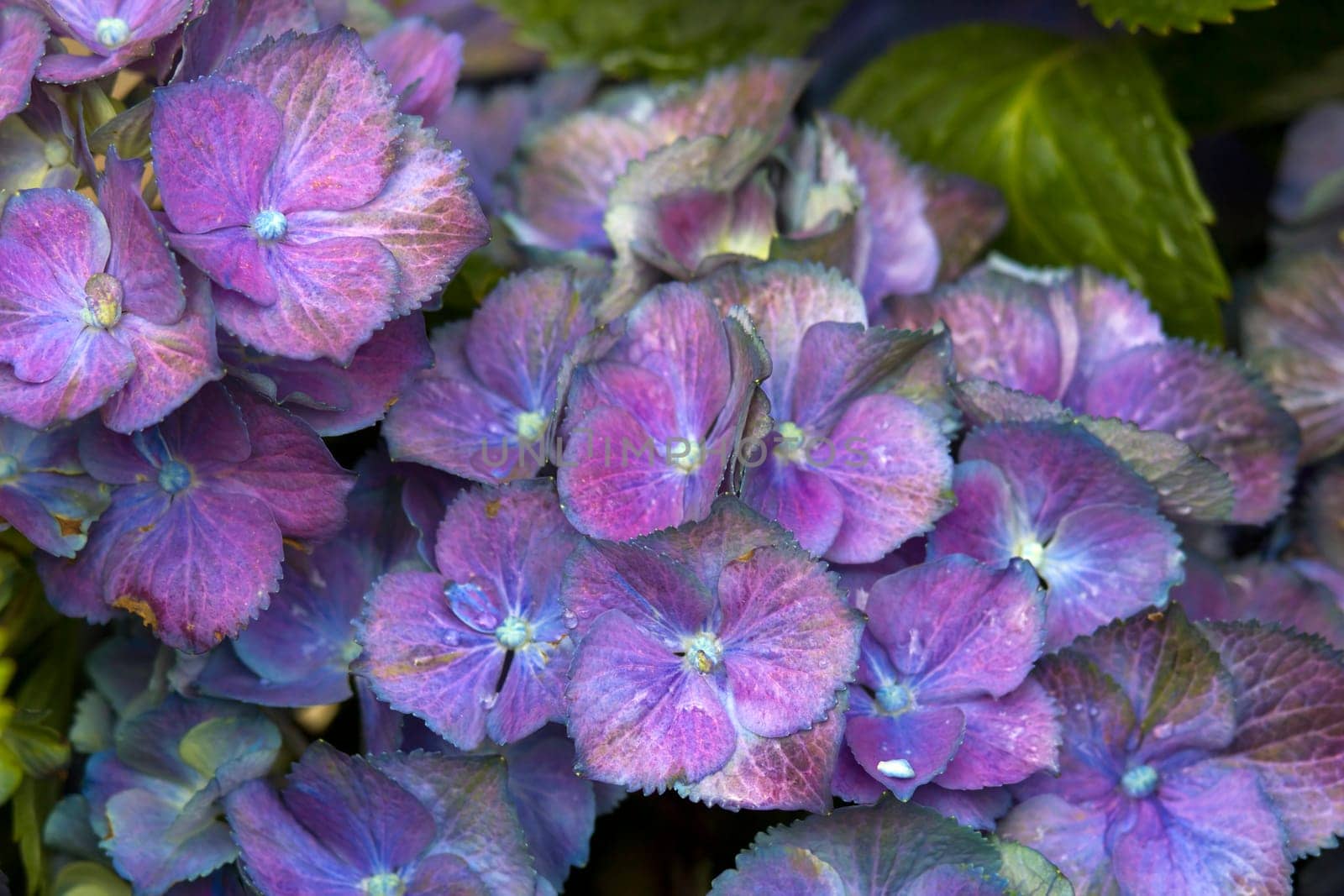 Macro image, colorful hydrangea flower background