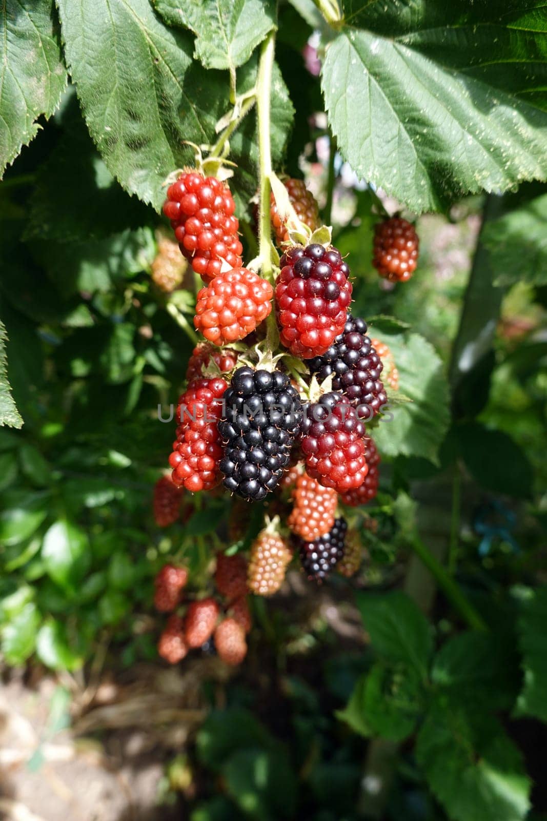 Brombeeren, Früchte in verschiedenen Stadien der Reifung