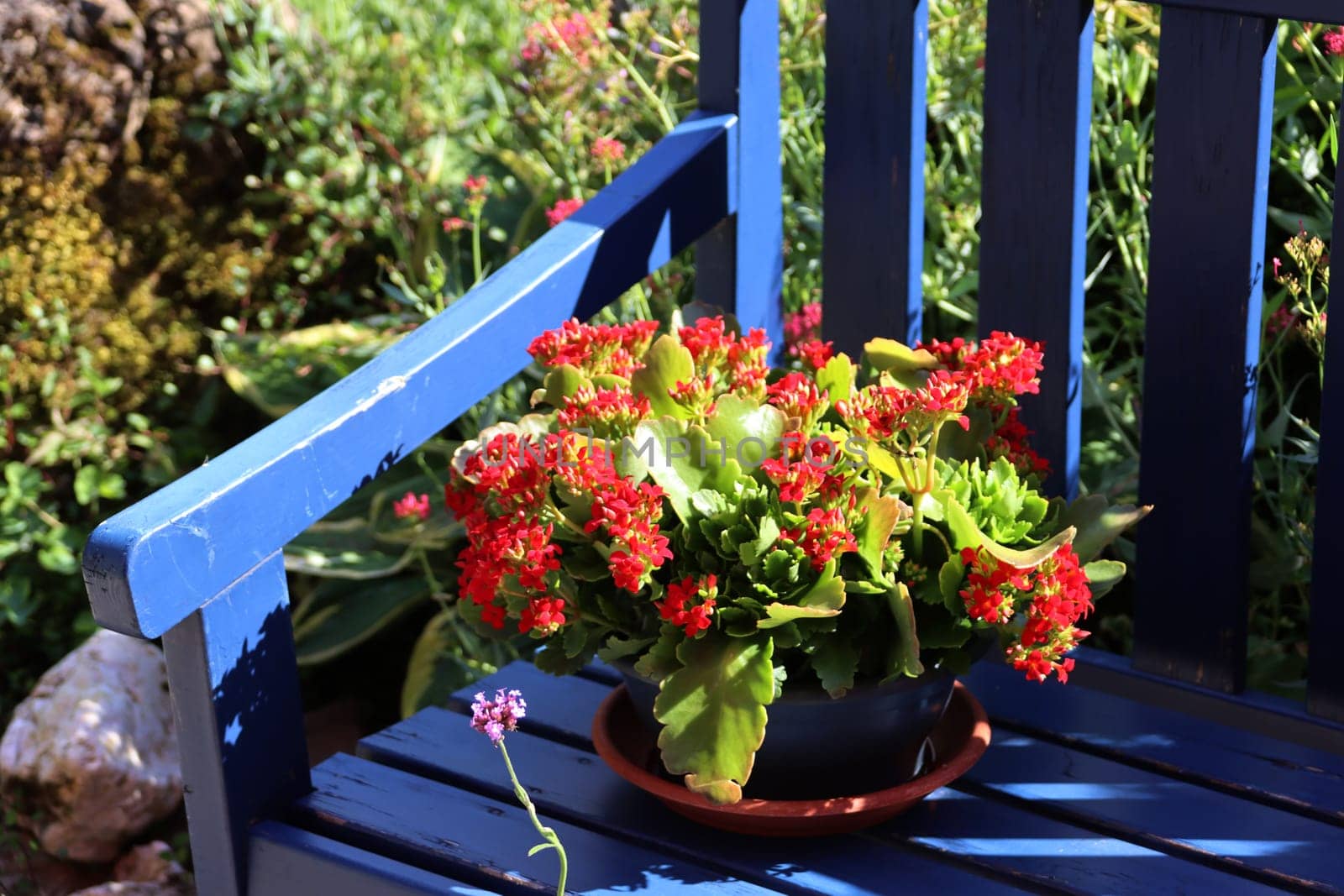 Flammendes Käthchen (Kalanchoe blossfeldiana, Syn. Kalanchoe globulifera var. coccinea) auf einer blauen Gartenbank aus Holz