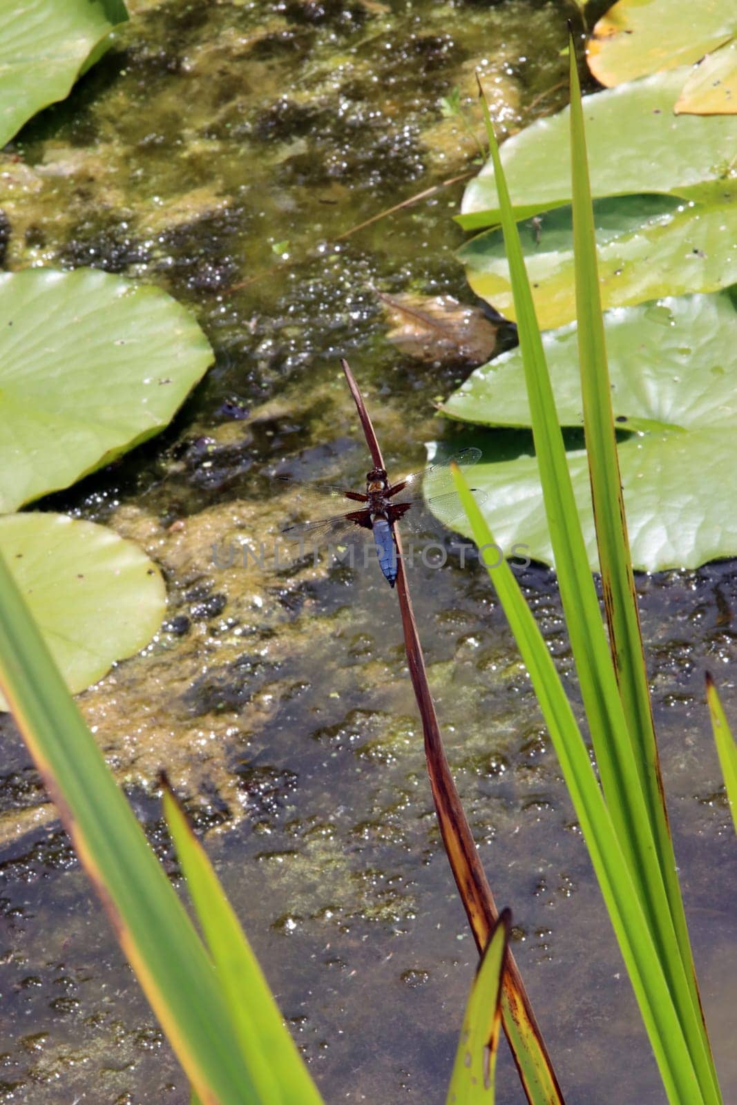 männlicher Plattbauch (Libellula depressa) am Garteteich eines naturnahen Gartens