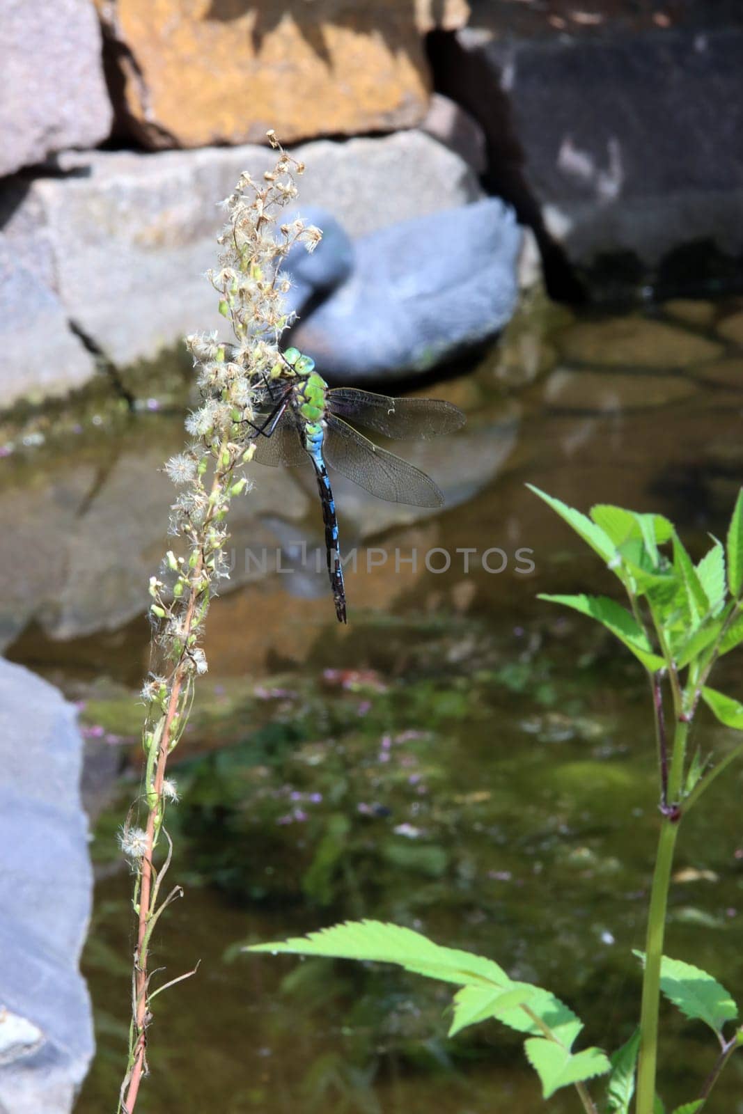 Große Königslibelle (Anax imperator) am Gartenteich eines naturnahen Gartens