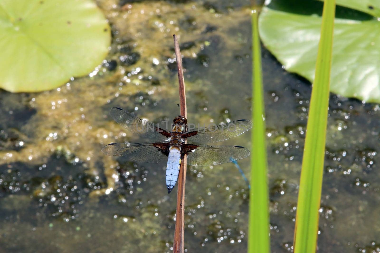 männlicher Plattbauch (Libellula depressa) am Garteteich eines naturnahen Gartens