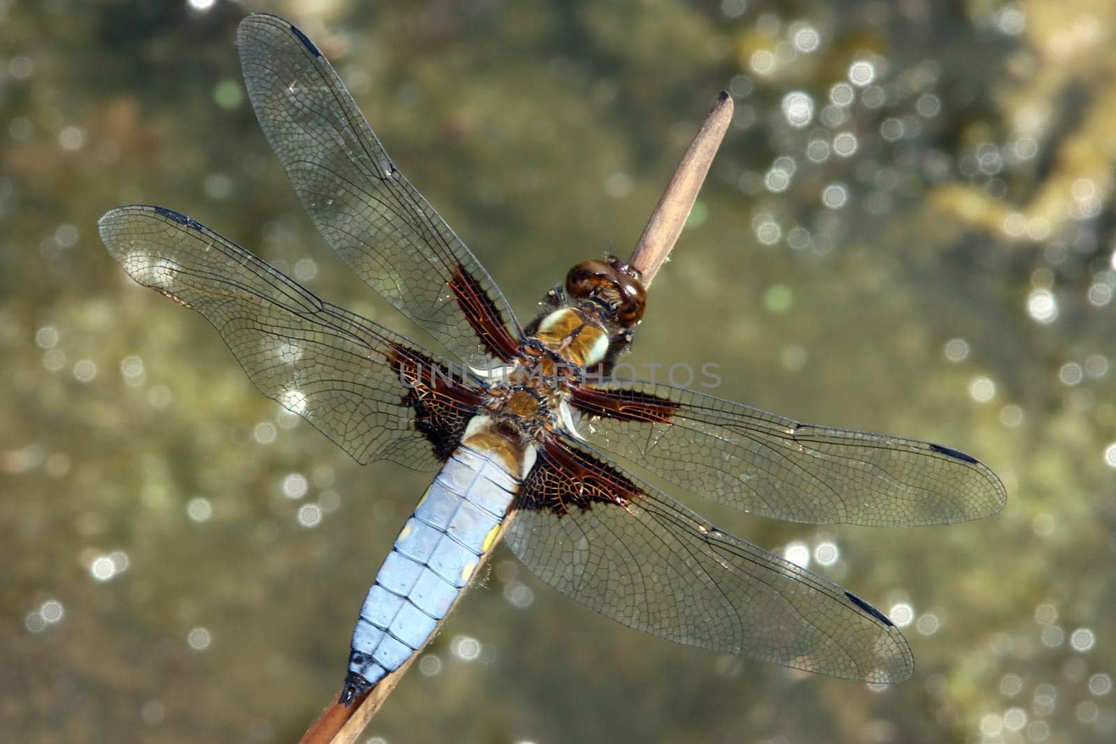 männlicher Plattbauch (Libellula depressa) am Garteteich eines naturnahen Gartens