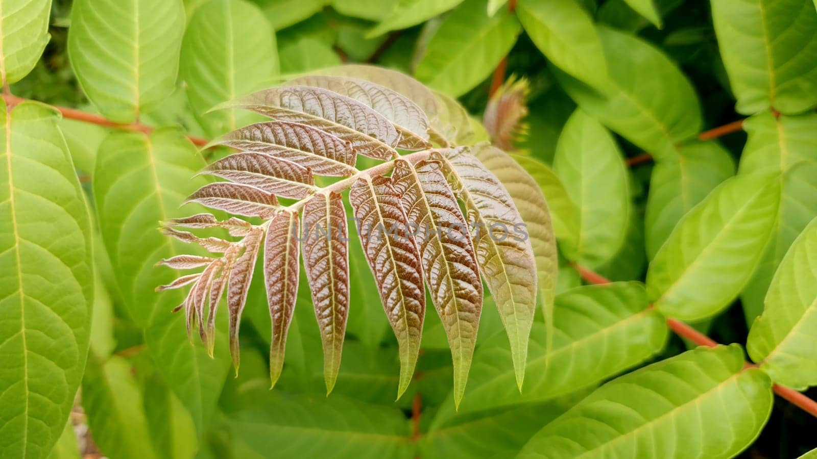 TOONA, SUREN, OR SURIAN tree at summer