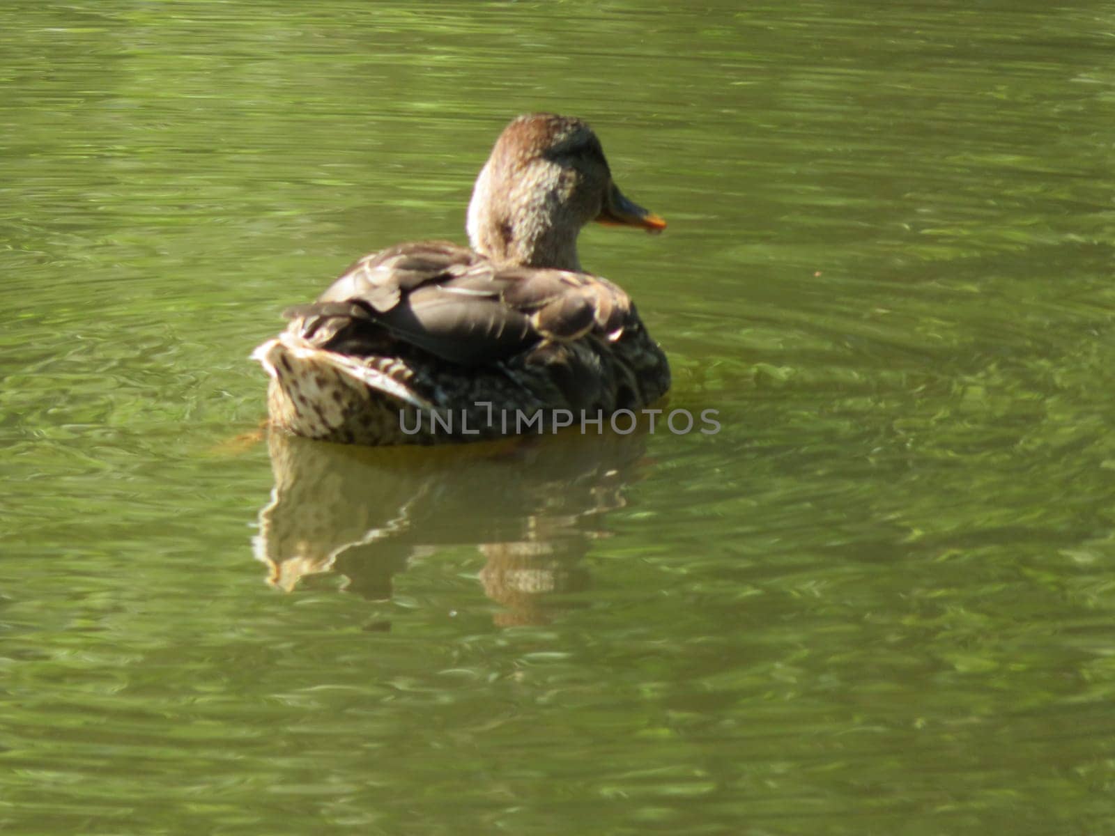 beautiful bird swimming in the water of the feathered duck pond