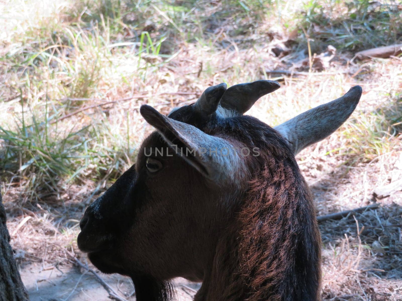 beautiful goat domestic animal farm milk cheese horns