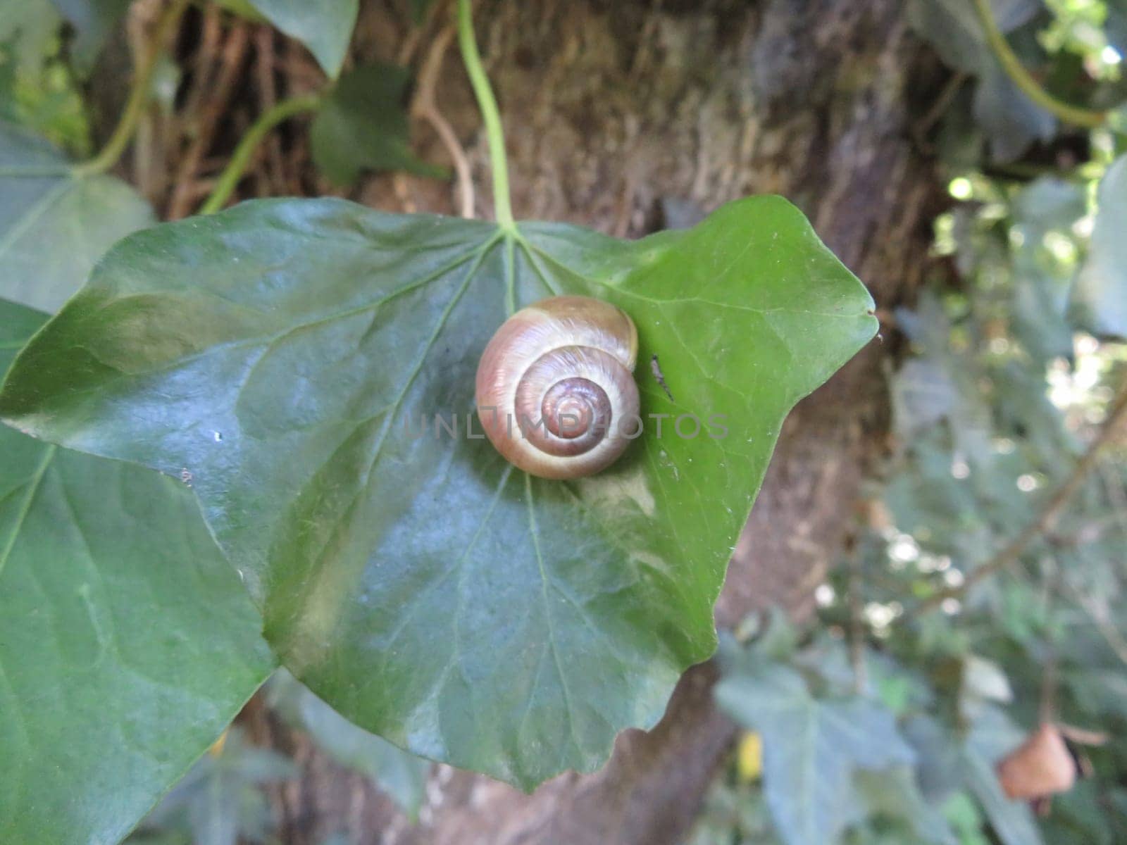slow animal snail on a tree leaf kept in its shell