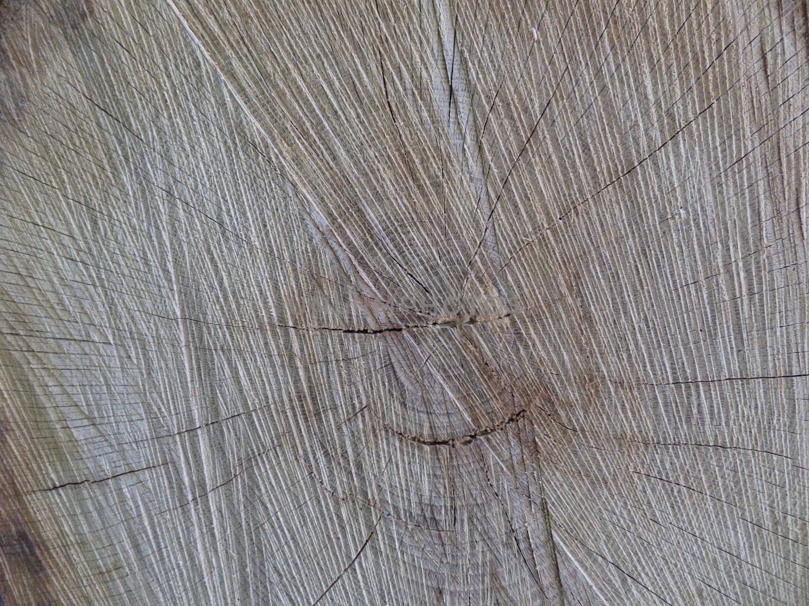 tree trunk cut for wood dry age rings