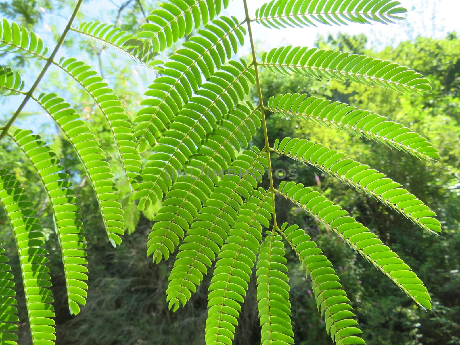 beautiful fern plant provide natural green shade