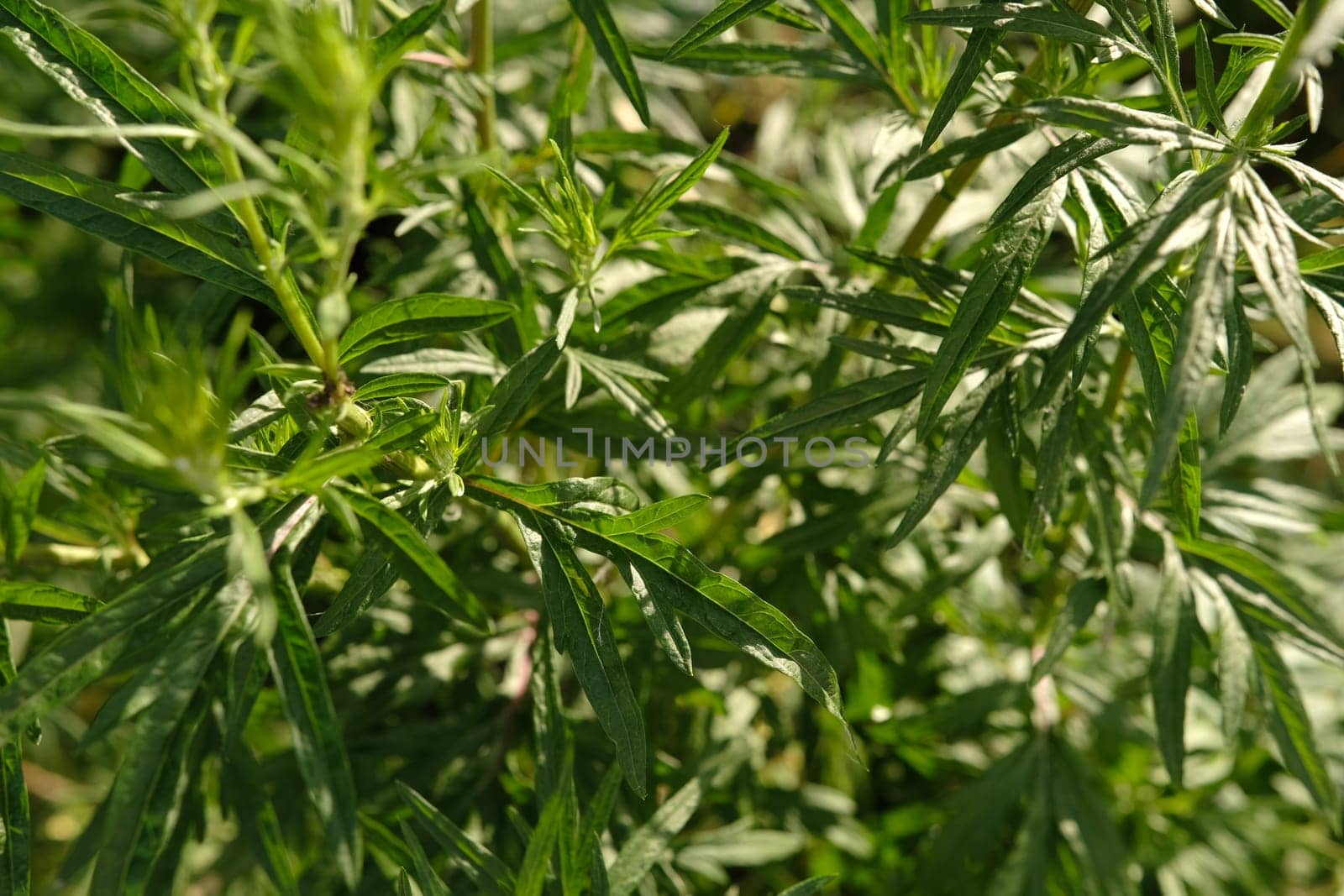 Bitter wormwood Artemisia absinthium bush grows in the wild.