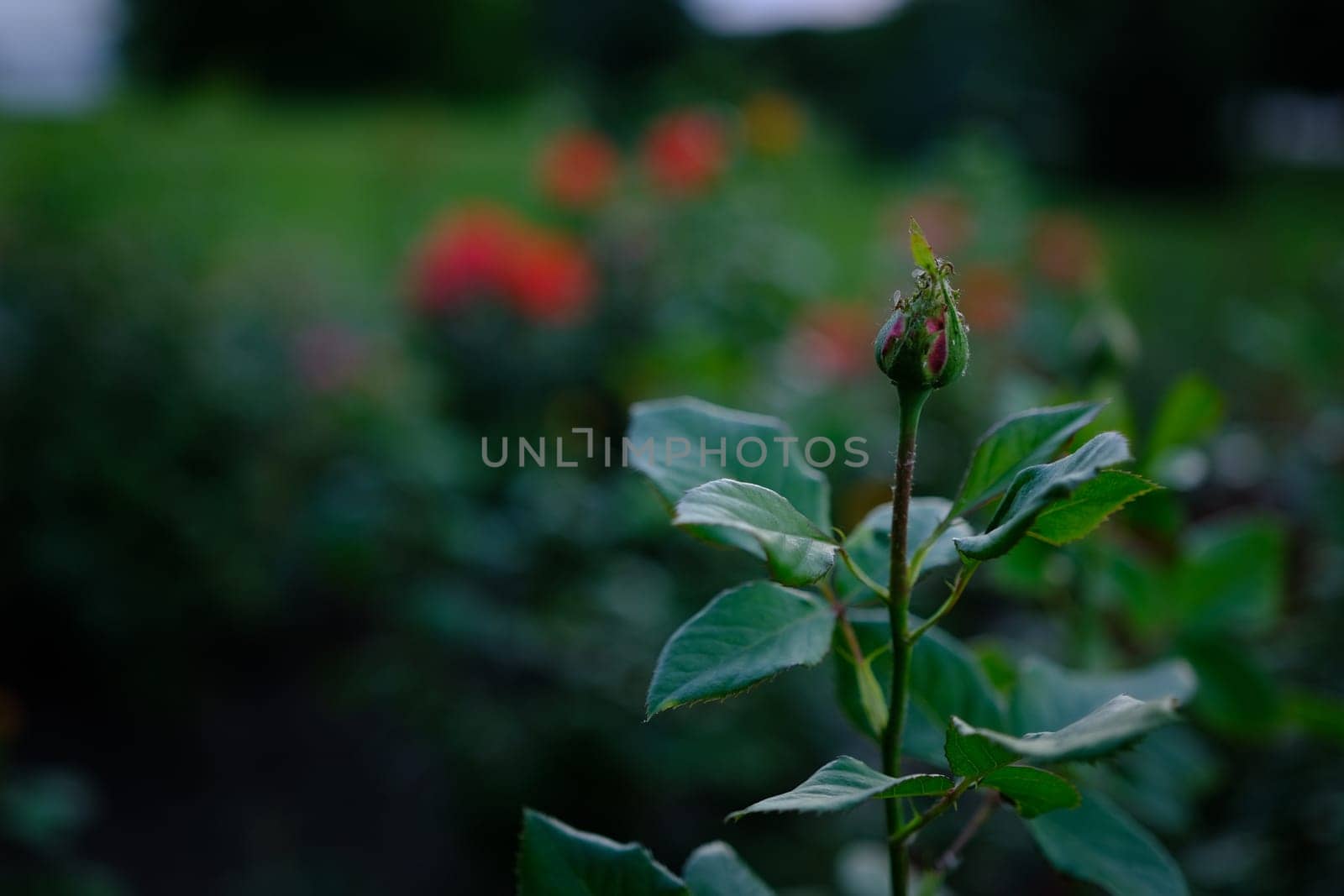 red rose bud. Blurred dark background with yellow rose flower