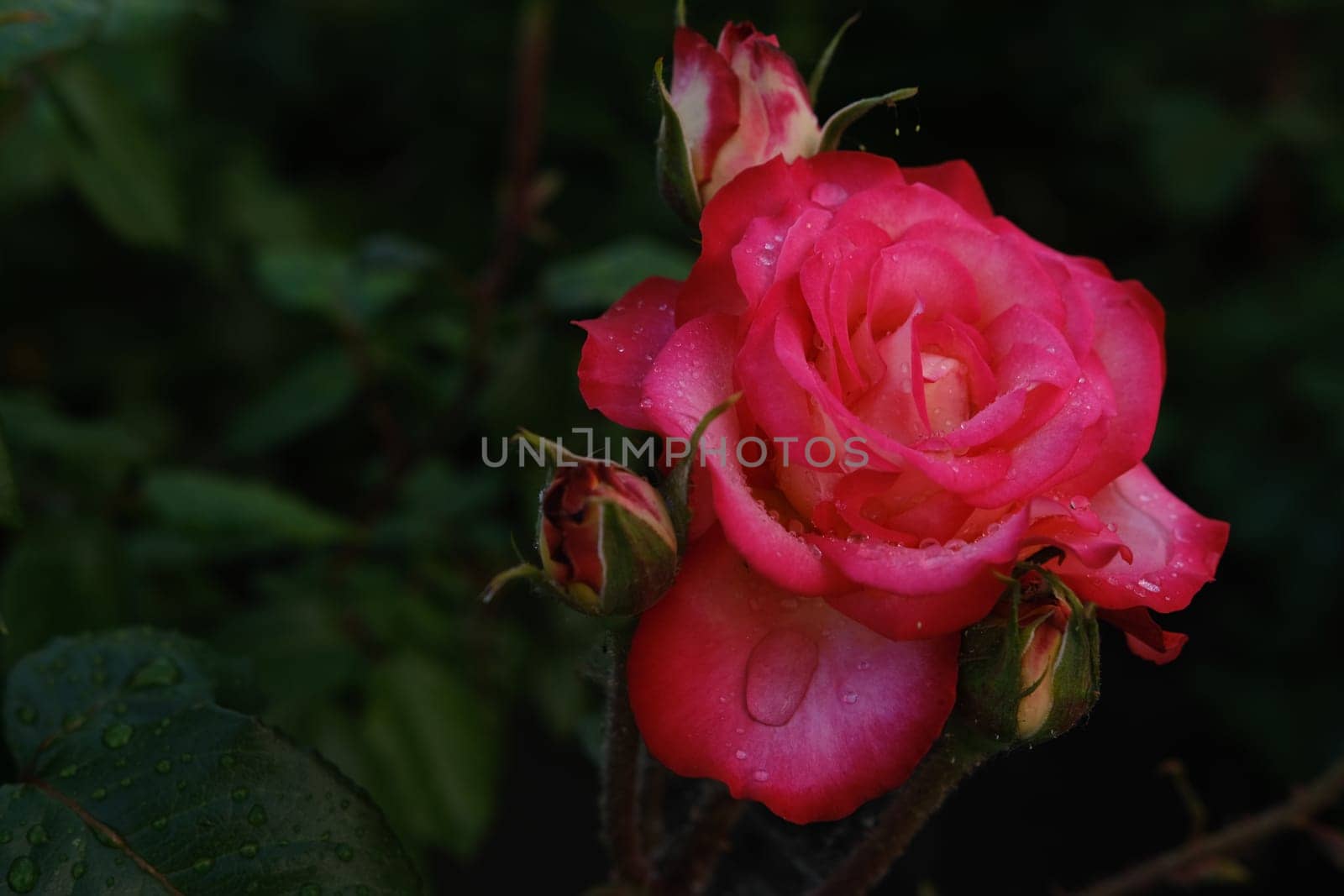 Pink rose with water drops and blured green leaves on background.