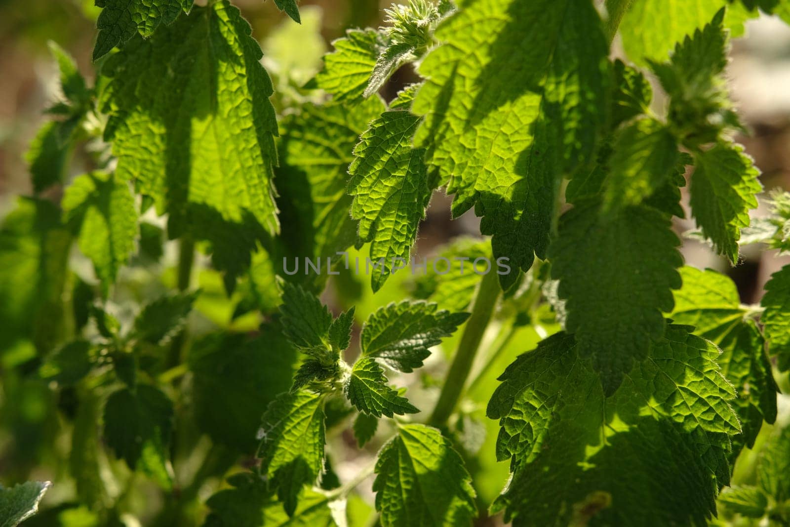 Nettle with fluffy green leaves. Medicinal plant nettle in sunlight.