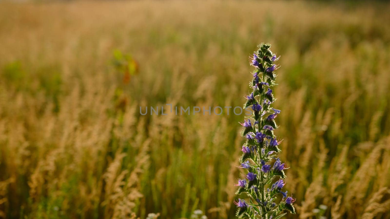 wild flowers and herbs on meadow field green grass blue cloudy pink gold yellow red sunset sky evening countryside hature landscape.
