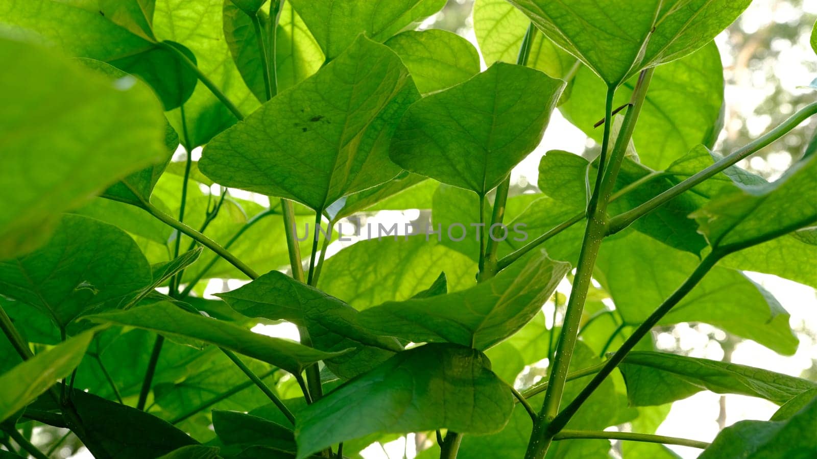Big green leaf on a white background.