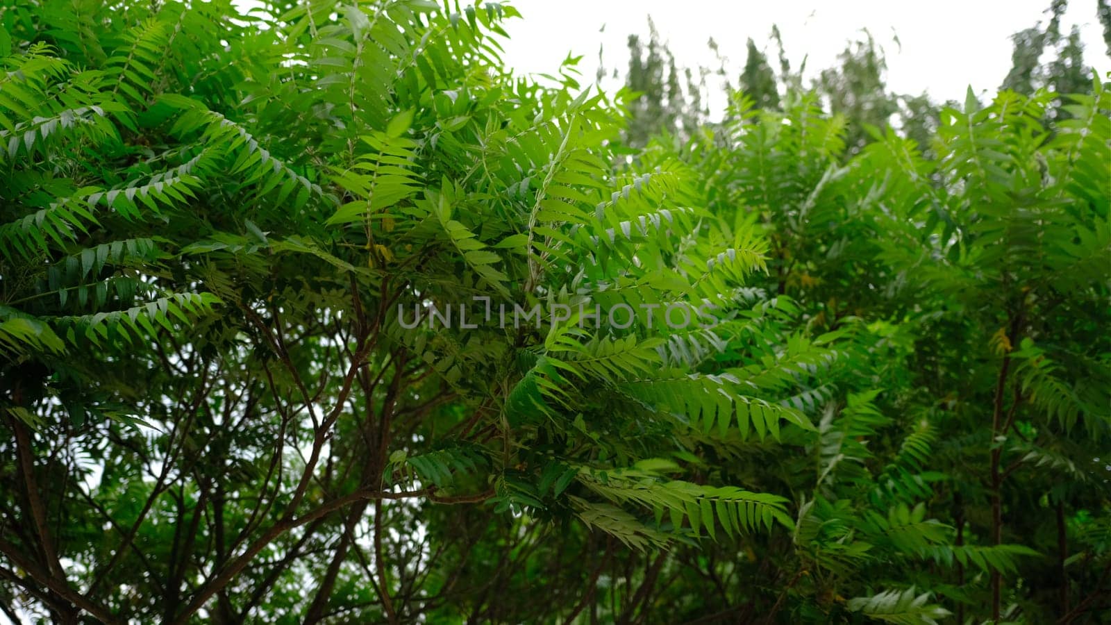 Tropical Background green tree shaking by the wind on a white background.