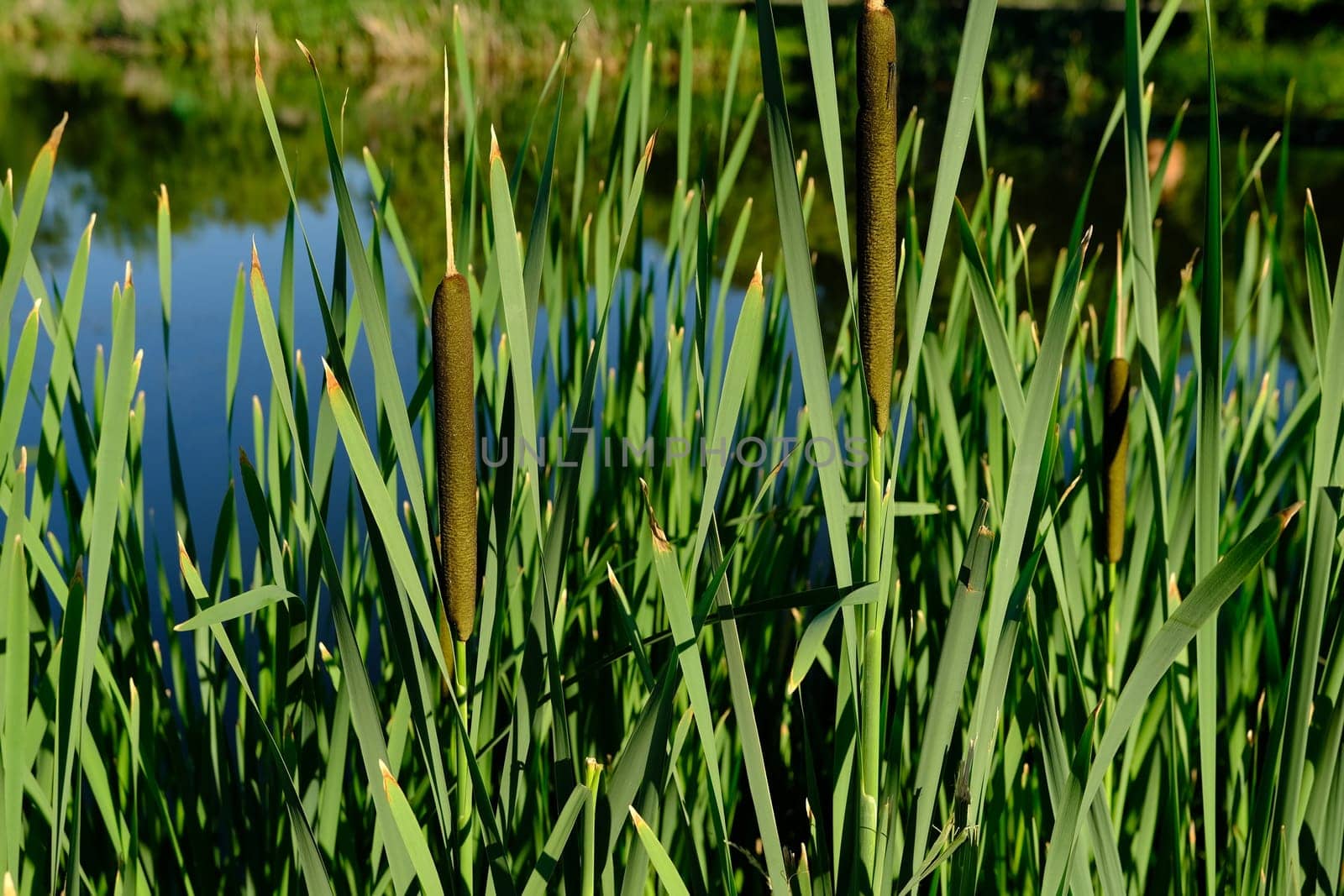 Green reeds hanging over the water sparkling and shimmering in the sun. Close-up with a blurred background