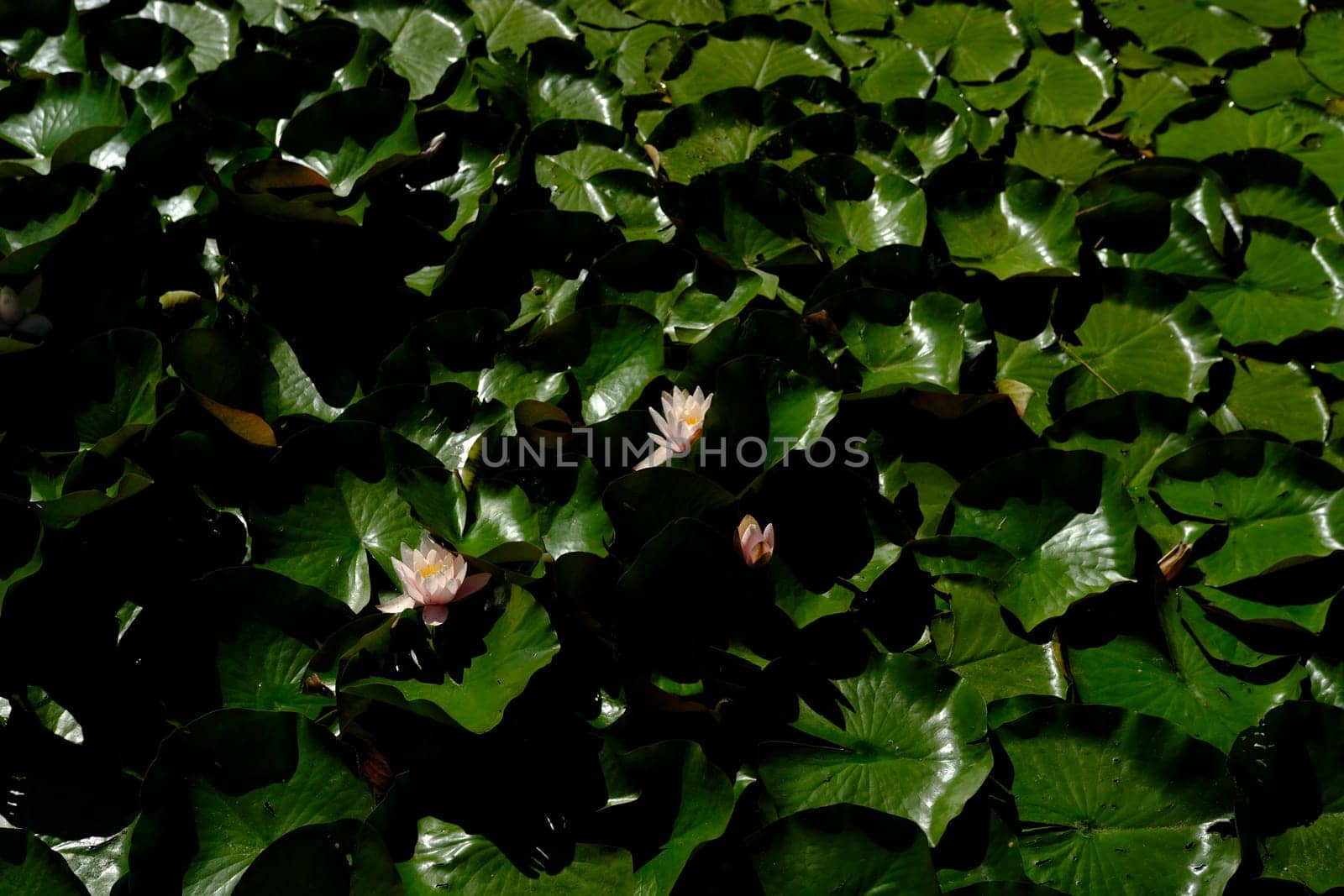 Top view of water lilies with white flowers in a pond.