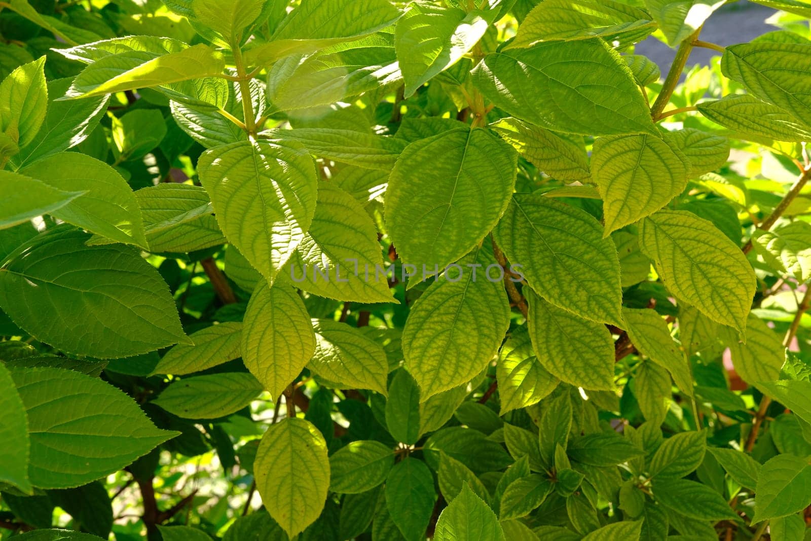 Big green leaf on a white background.