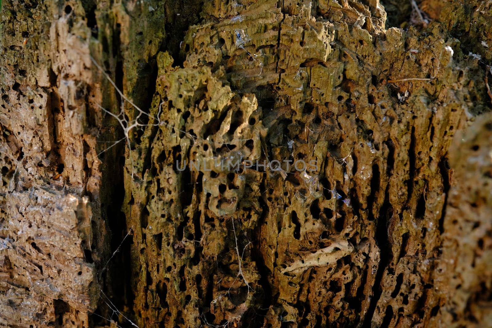 Termite eaten wood closeup in summer forest with traces from slug.