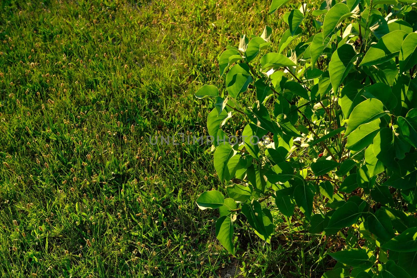 Sunrise in the beautiful park w.th green grass and leafs of the tree.