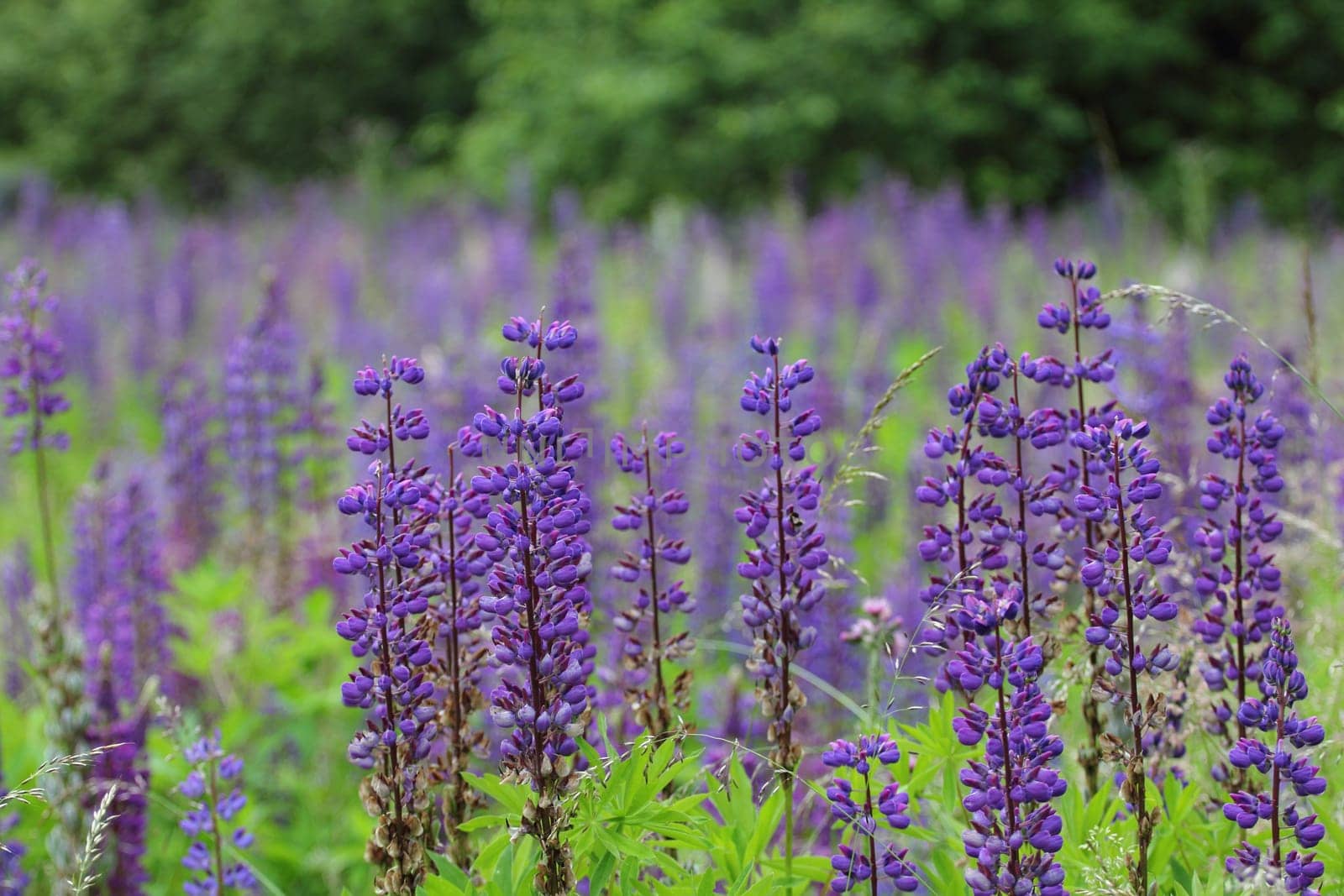Lupins (Lupine), are a plant genus in the subfamily of the flowering plants (Faboideae).